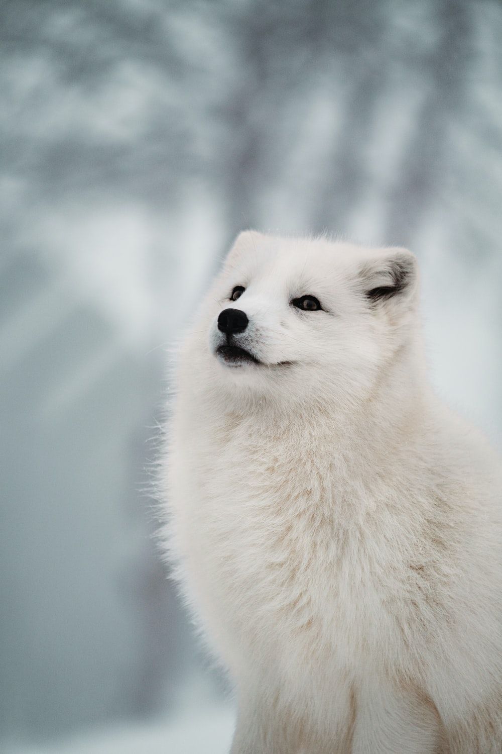 Art Arctic Fox Wallpapers
