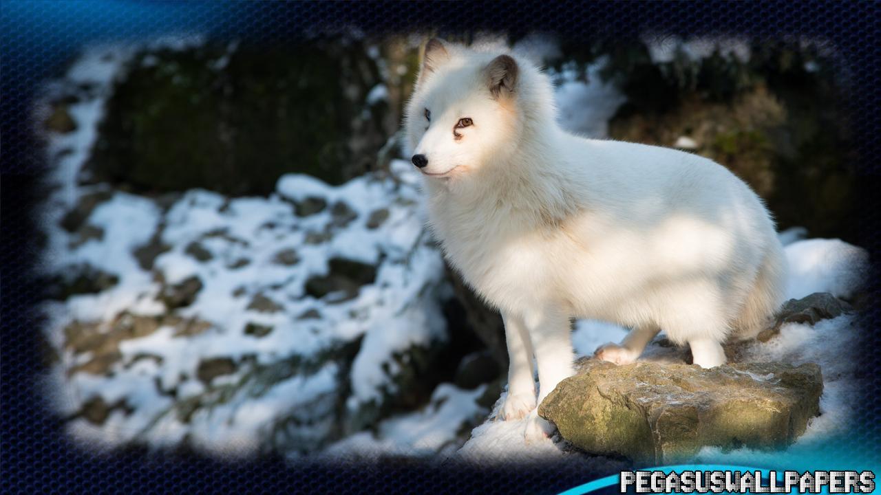 Art Arctic Fox Wallpapers