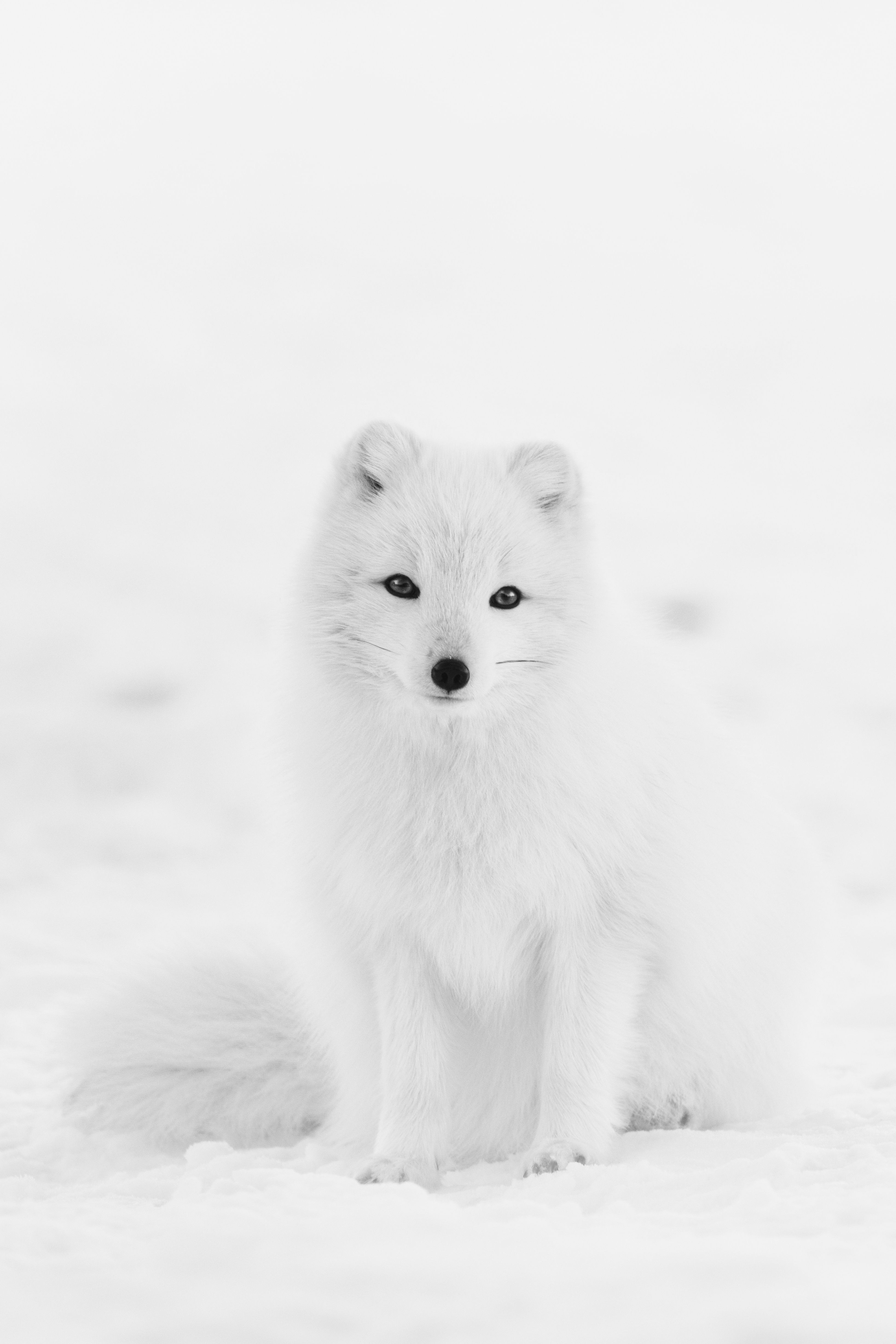 Art Arctic Fox Wallpapers