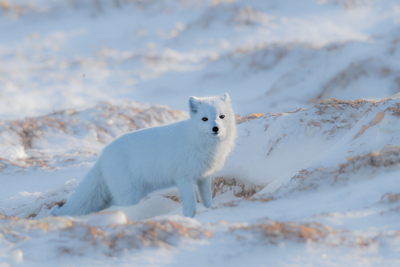 Art Arctic Fox Wallpapers