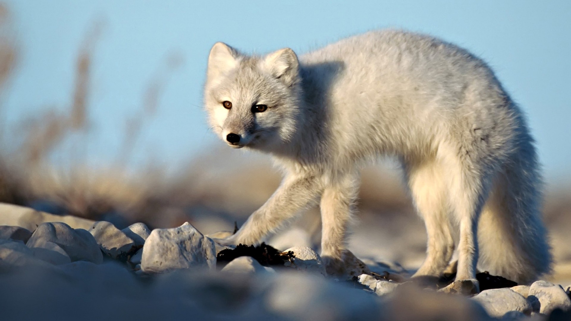 Art Arctic Fox Wallpapers