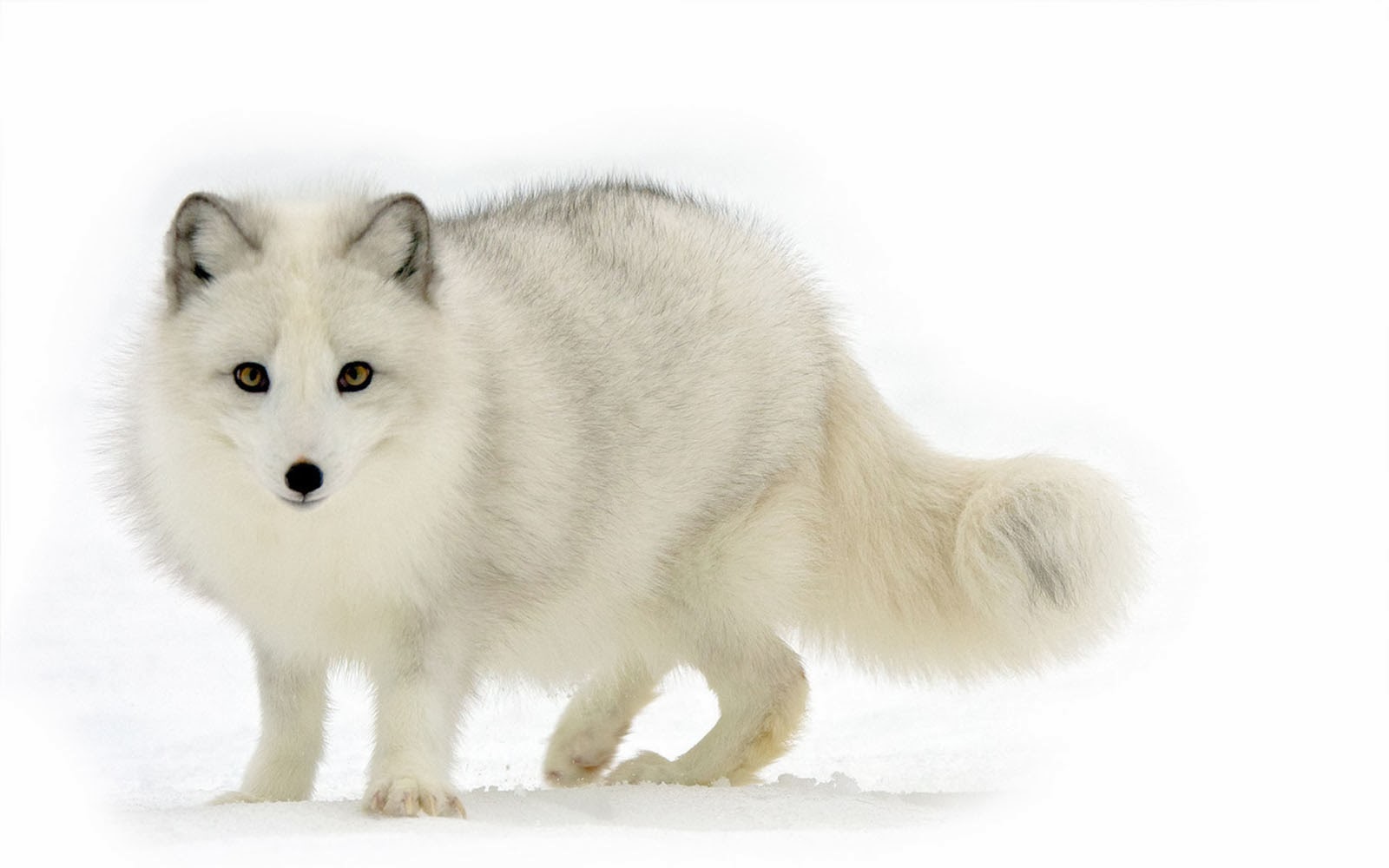 Art Arctic Fox Wallpapers