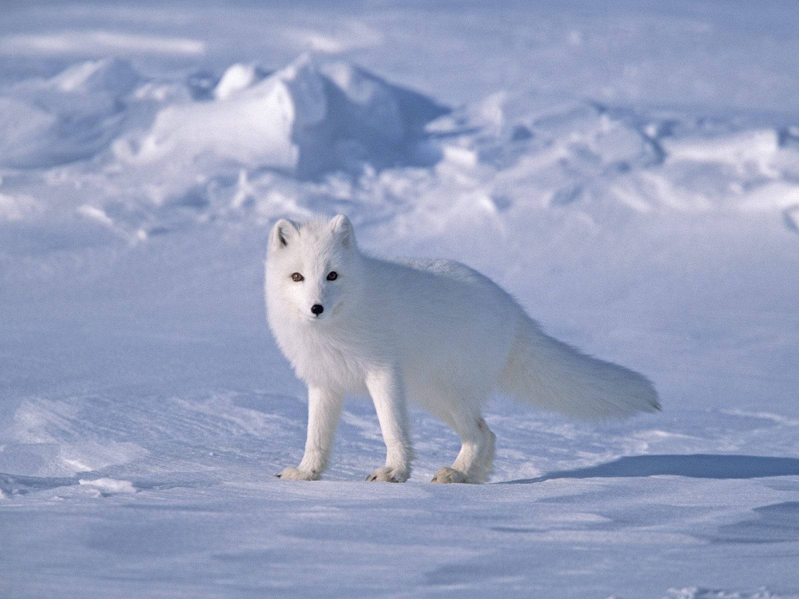 Art Arctic Fox Wallpapers