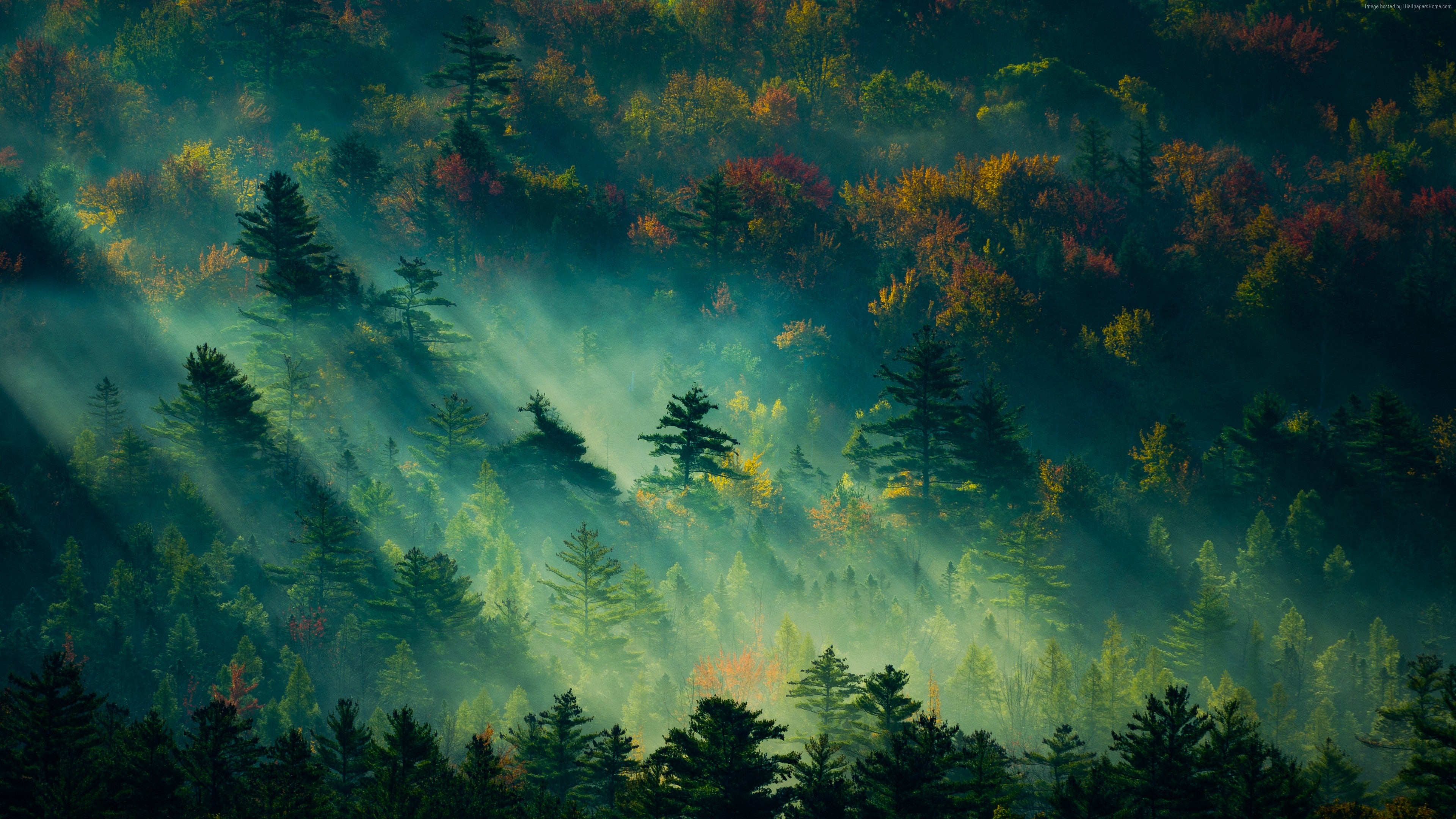 Artistic Forest Wallpapers