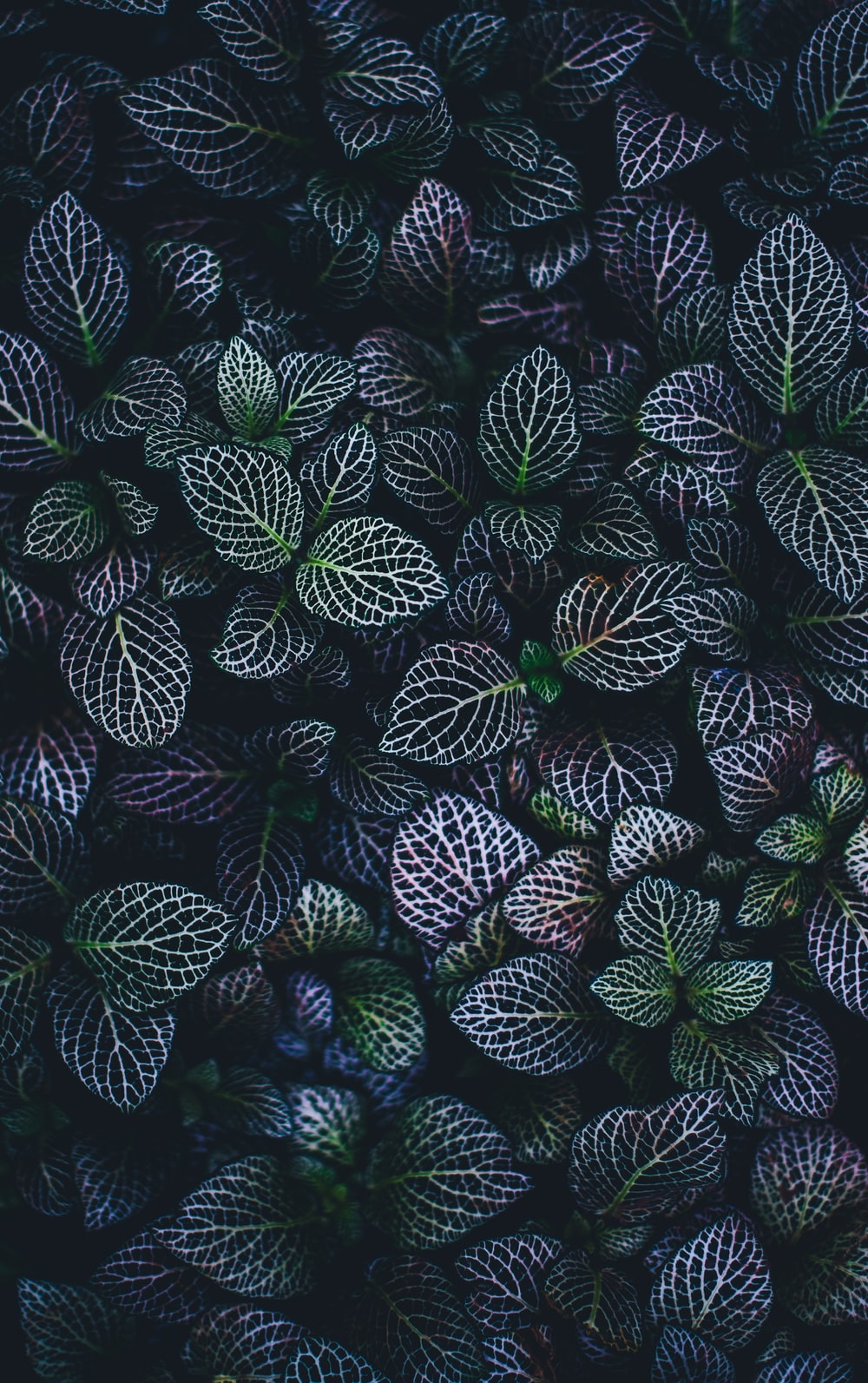 Artistic Plants Wallpapers