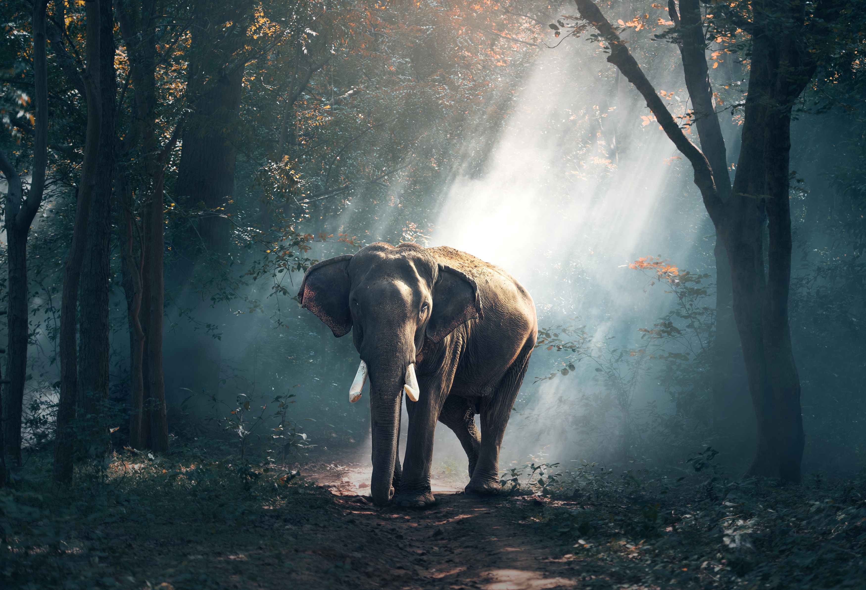 Asian Elephant Wallpapers