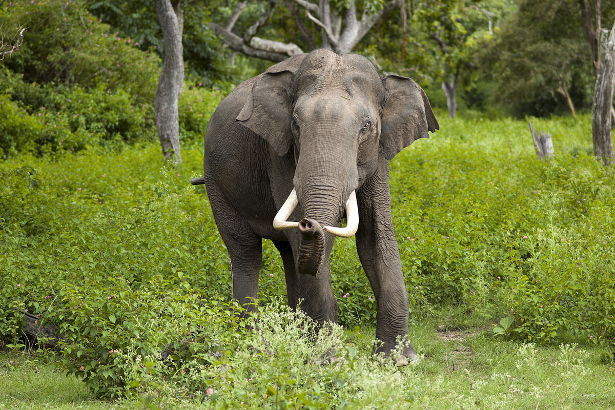 Asian Elephant Wallpapers