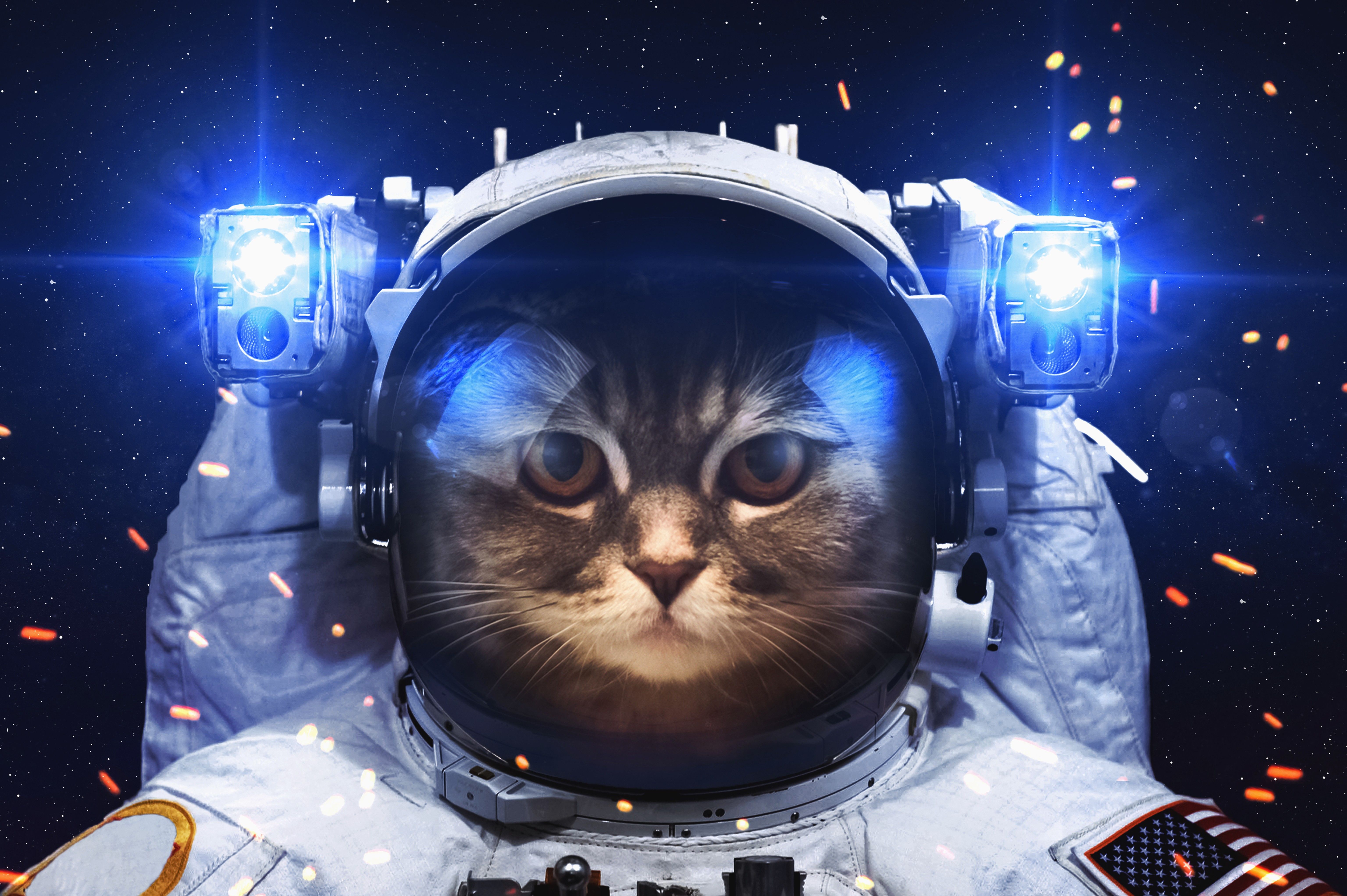 Astronaut Cat Wallpapers