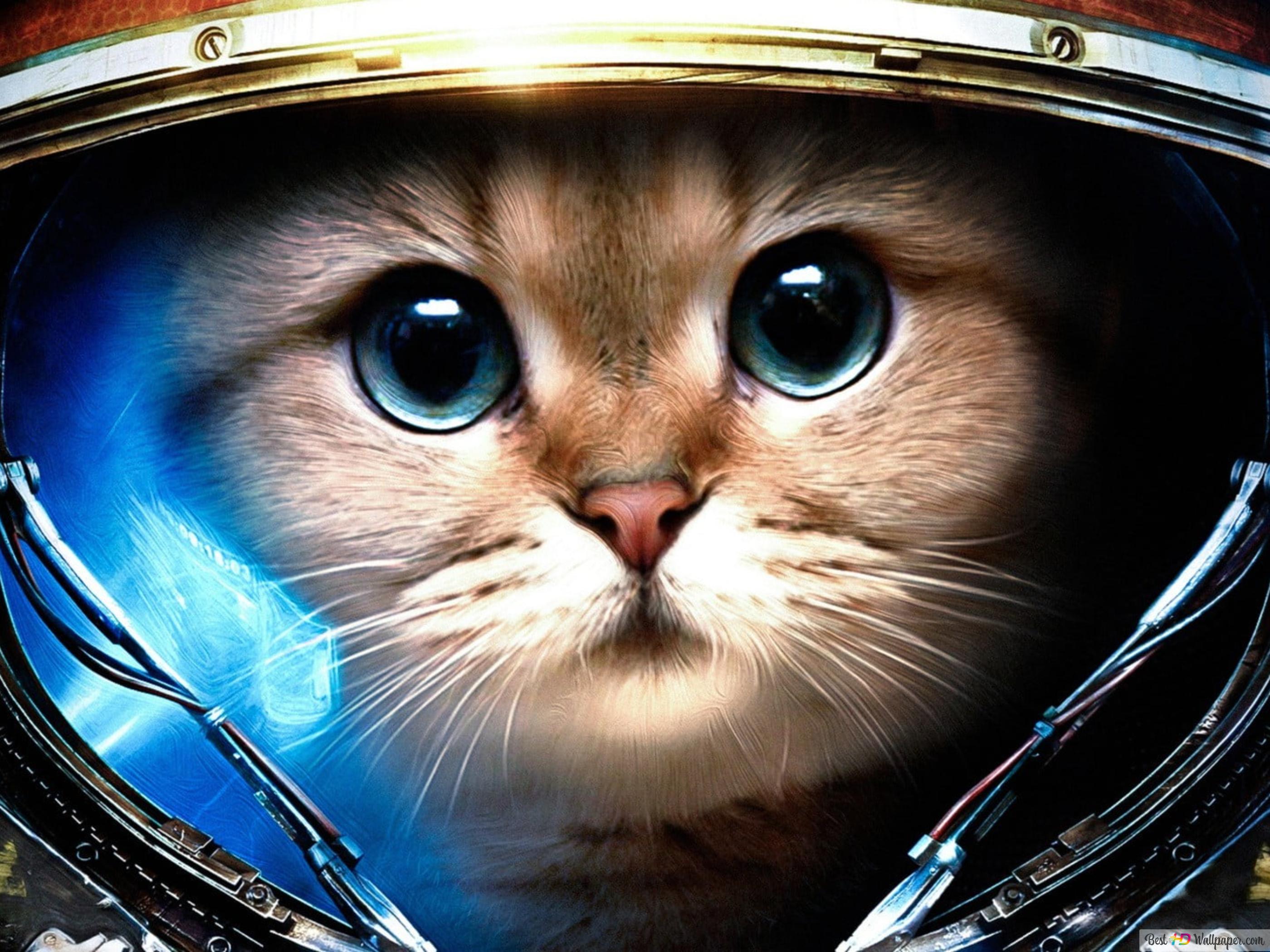 Astronaut Cat Wallpapers