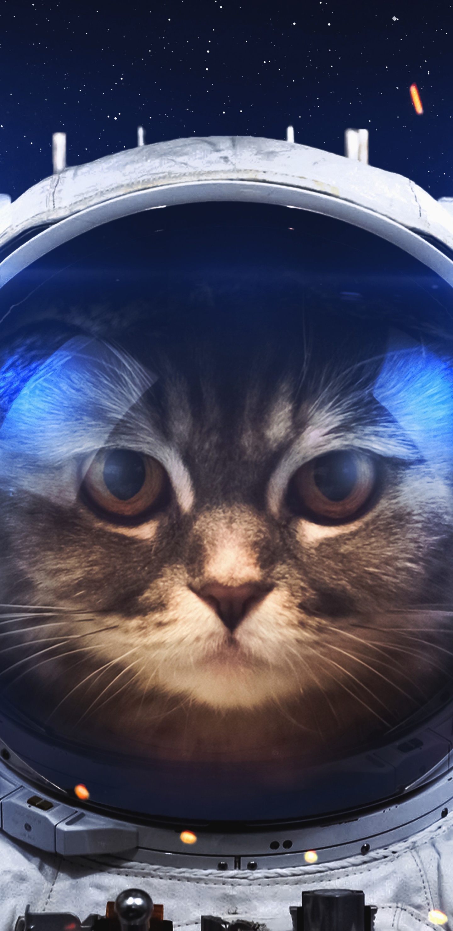 Astronaut Cat Wallpapers