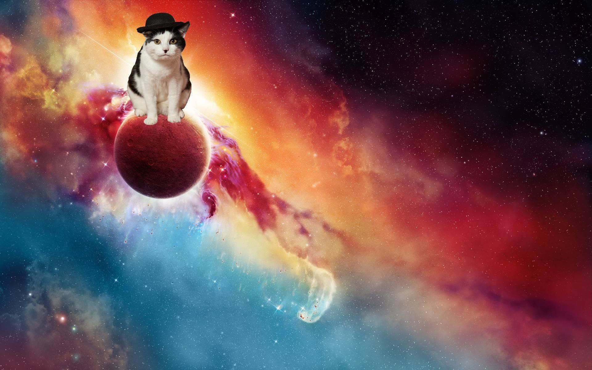 Astronaut Cat Wallpapers