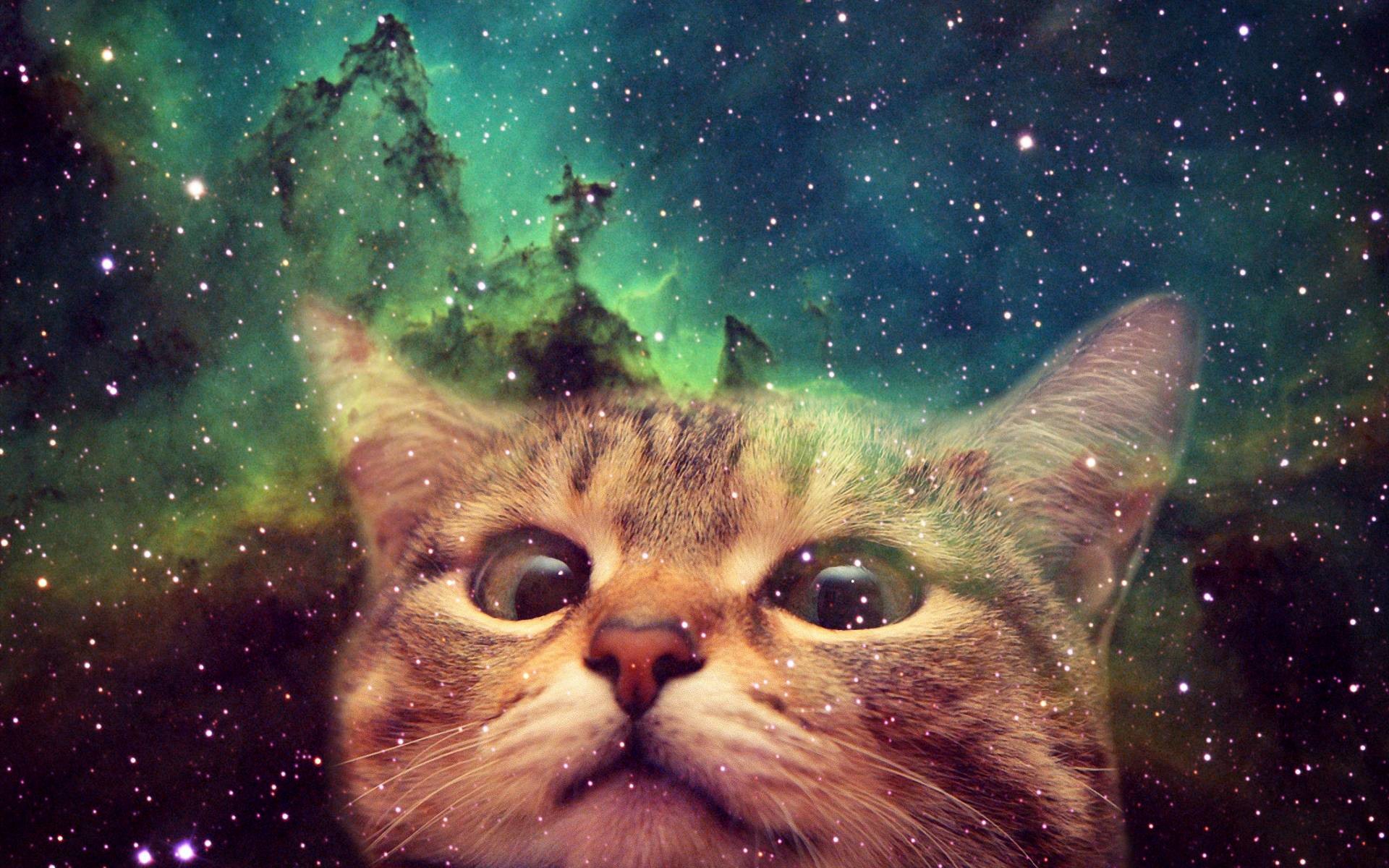 Astronaut Cat Wallpapers