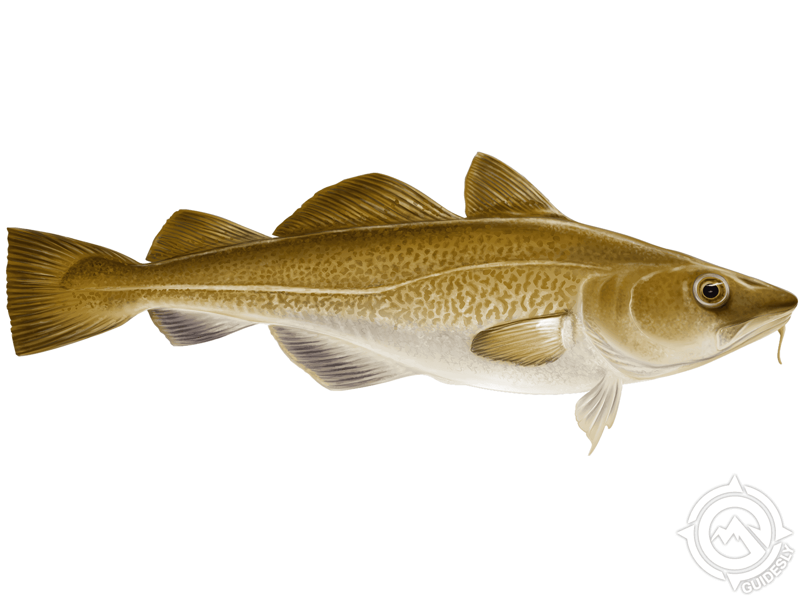 Atlantic Cod Wallpapers