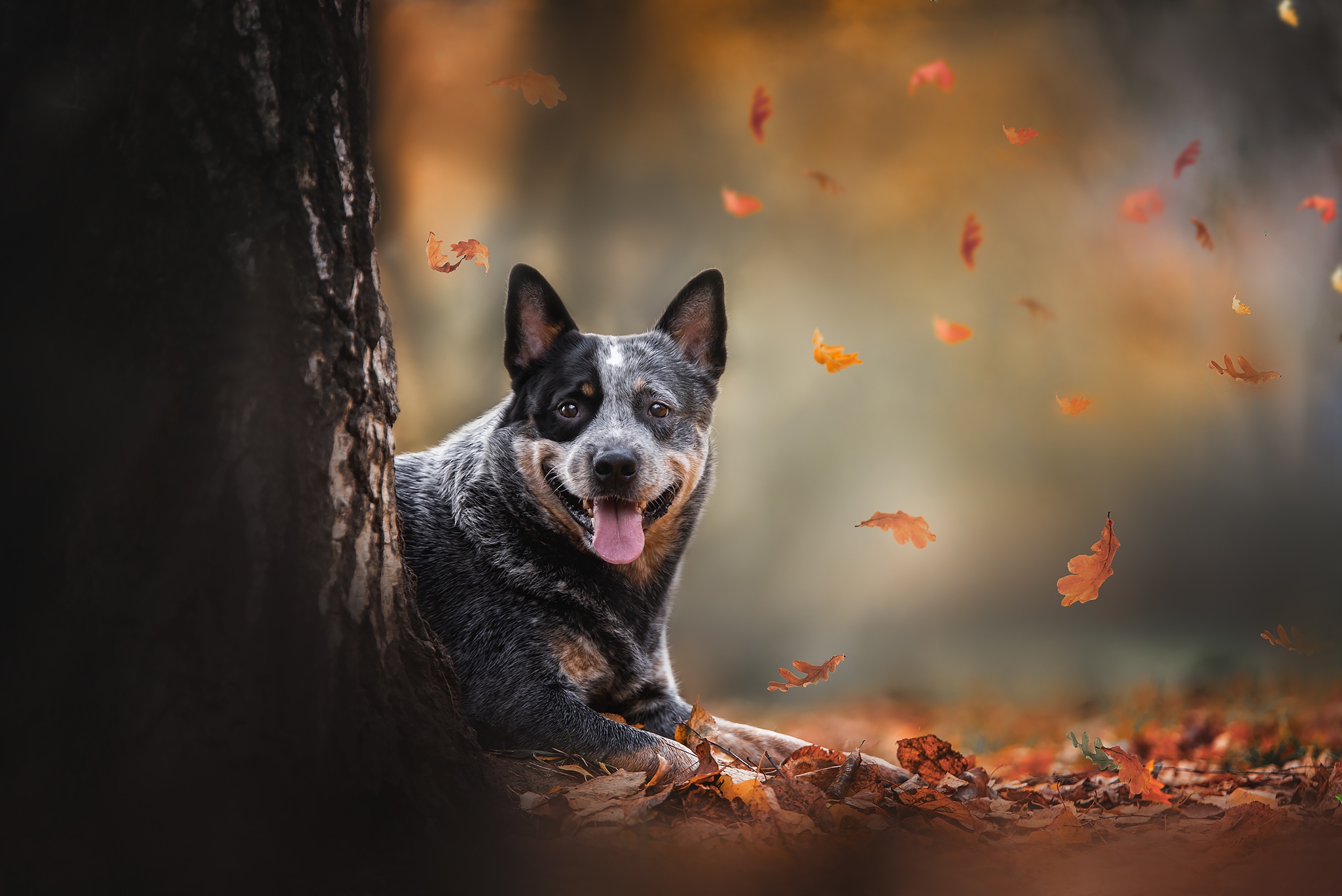 Australian Cattle Dog Wallpapers