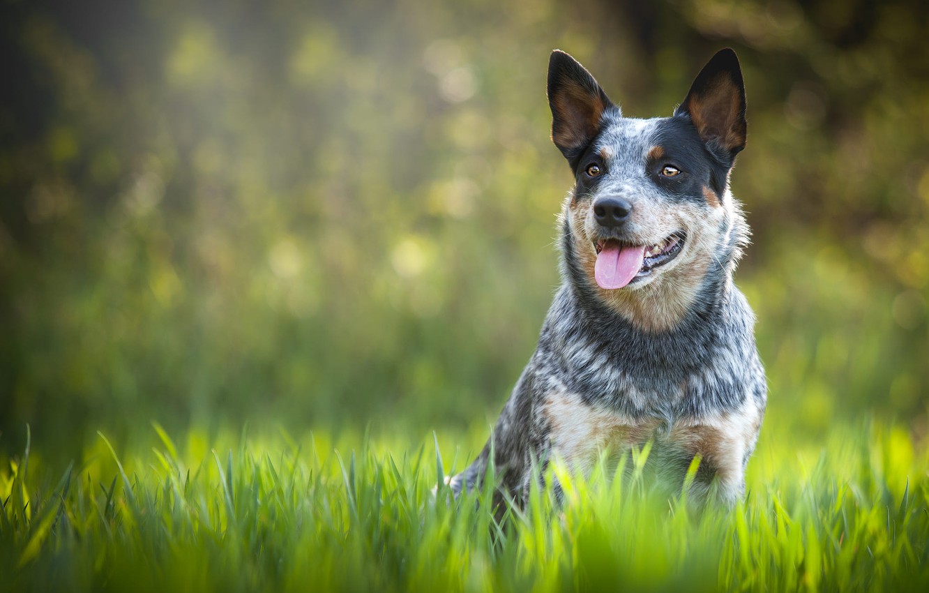 Australian Cattle Dog Wallpapers