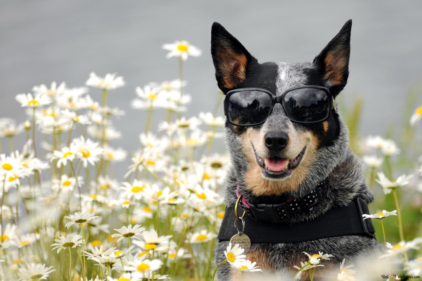 Australian Cattle Dog Wallpapers