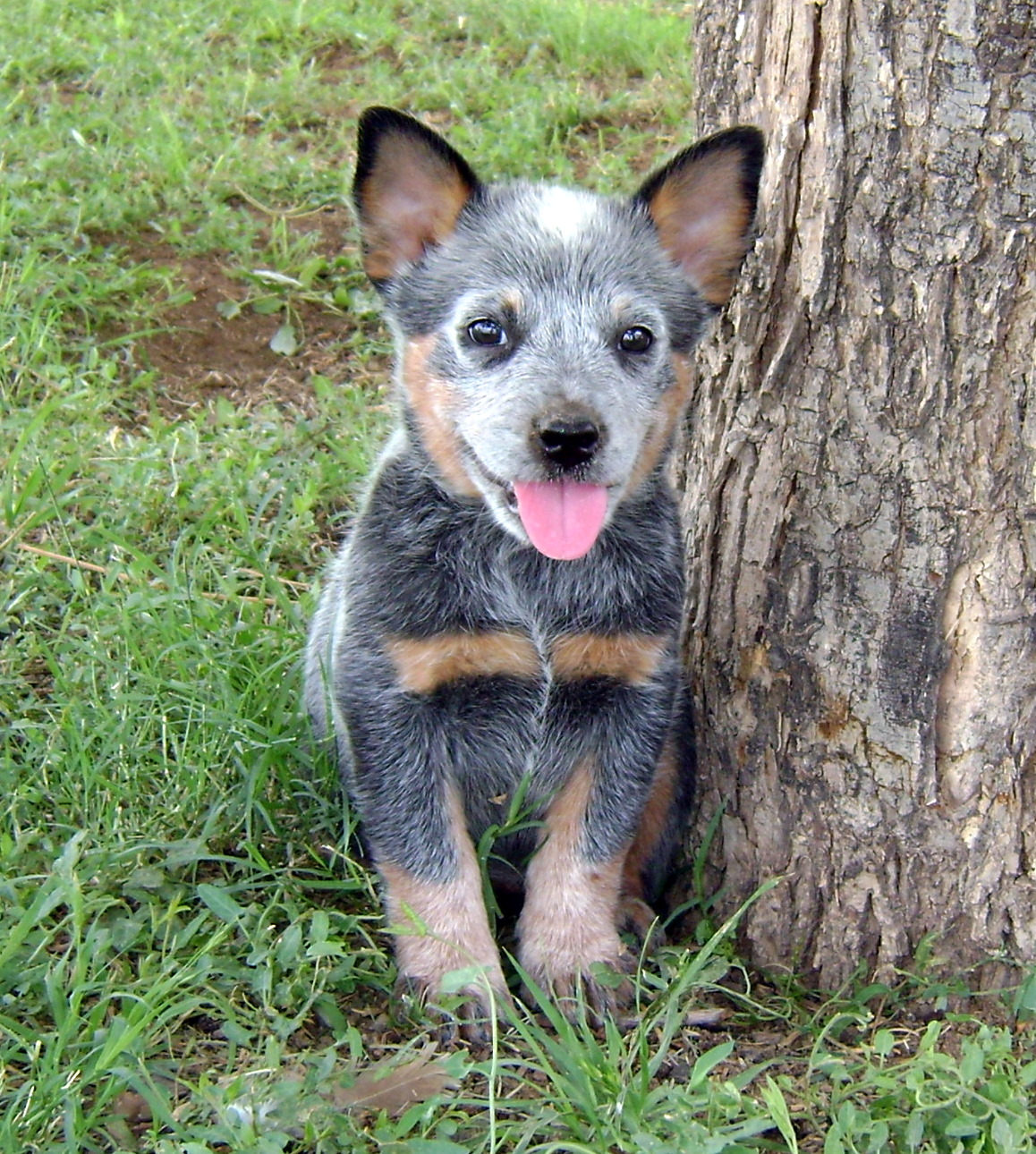 Australian Cattle Dog Wallpapers