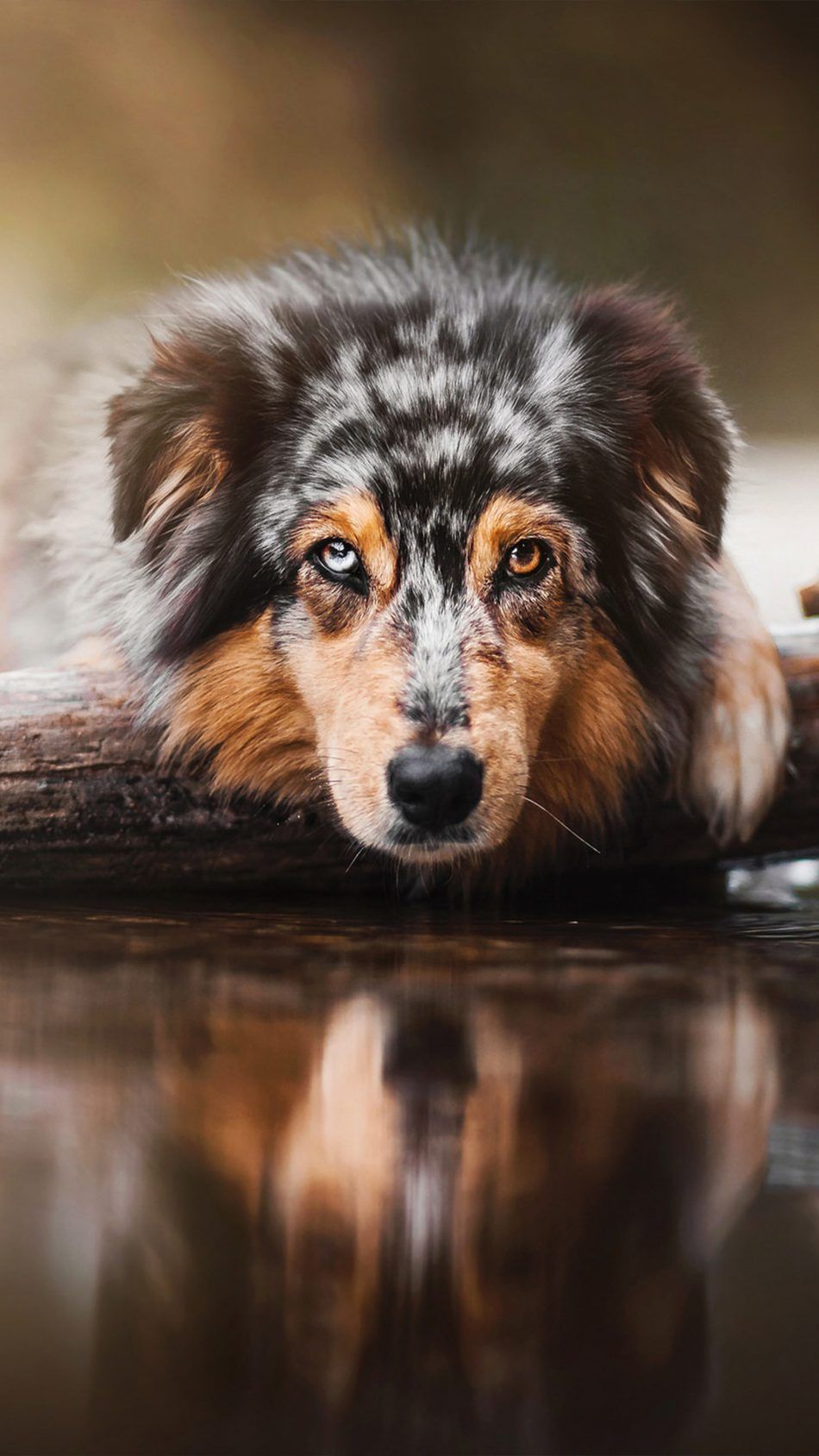 Australian Shepherd Wallpapers