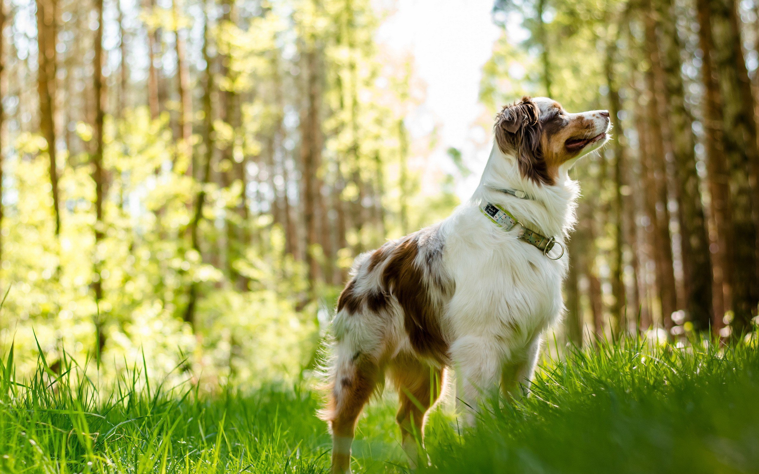 Australian Shepherd Wallpapers