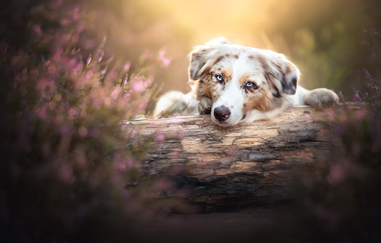 Australian Shepherd Wallpapers