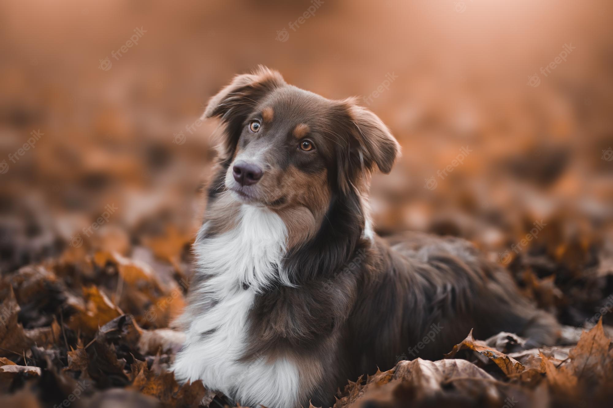 Australian Shepherd Wallpapers