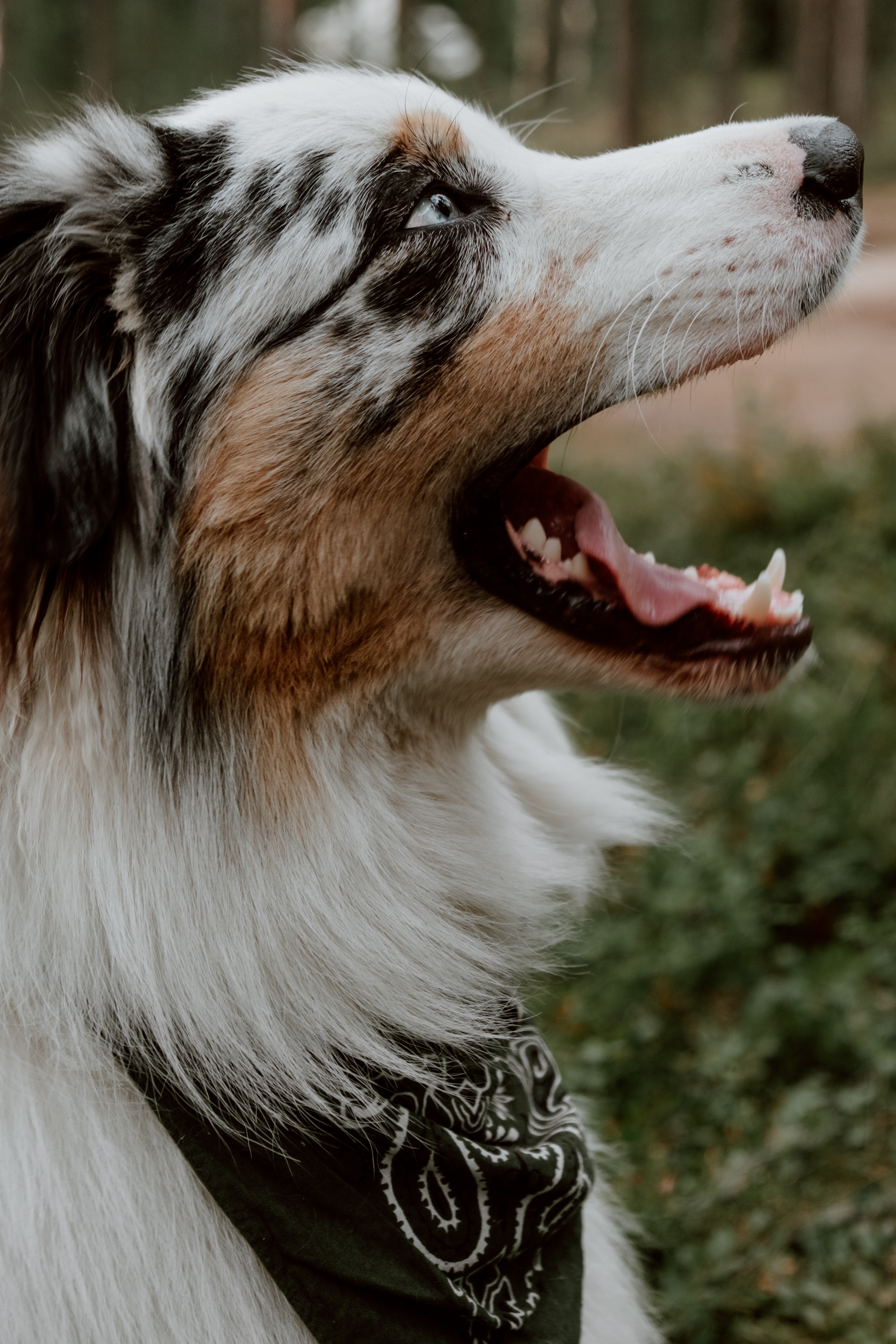 Australian Shepherd Wallpapers