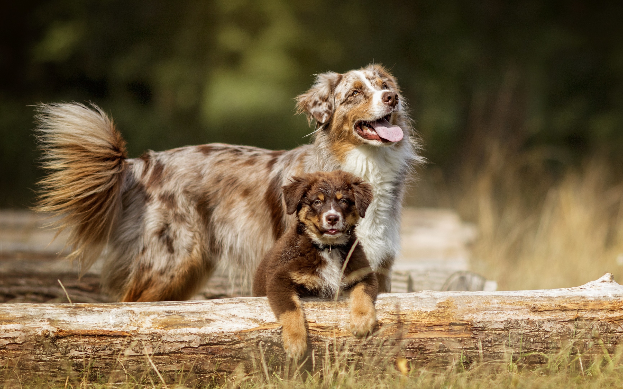 Australian Shepherd Wallpapers