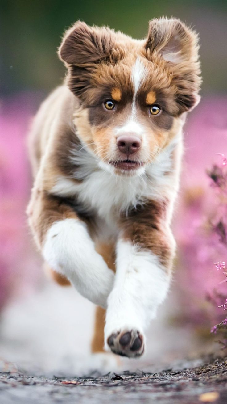 Australian Shepherd Wallpapers