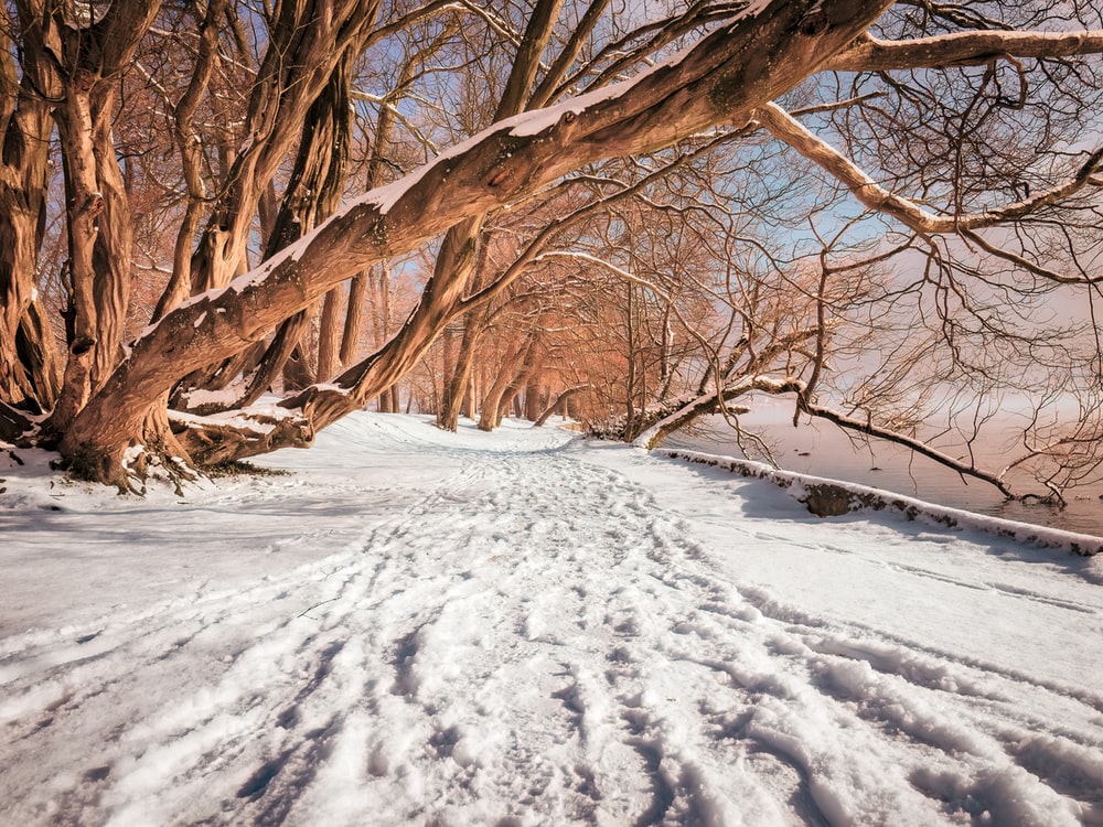 Austria Snow Forest Tree Road Wallpapers