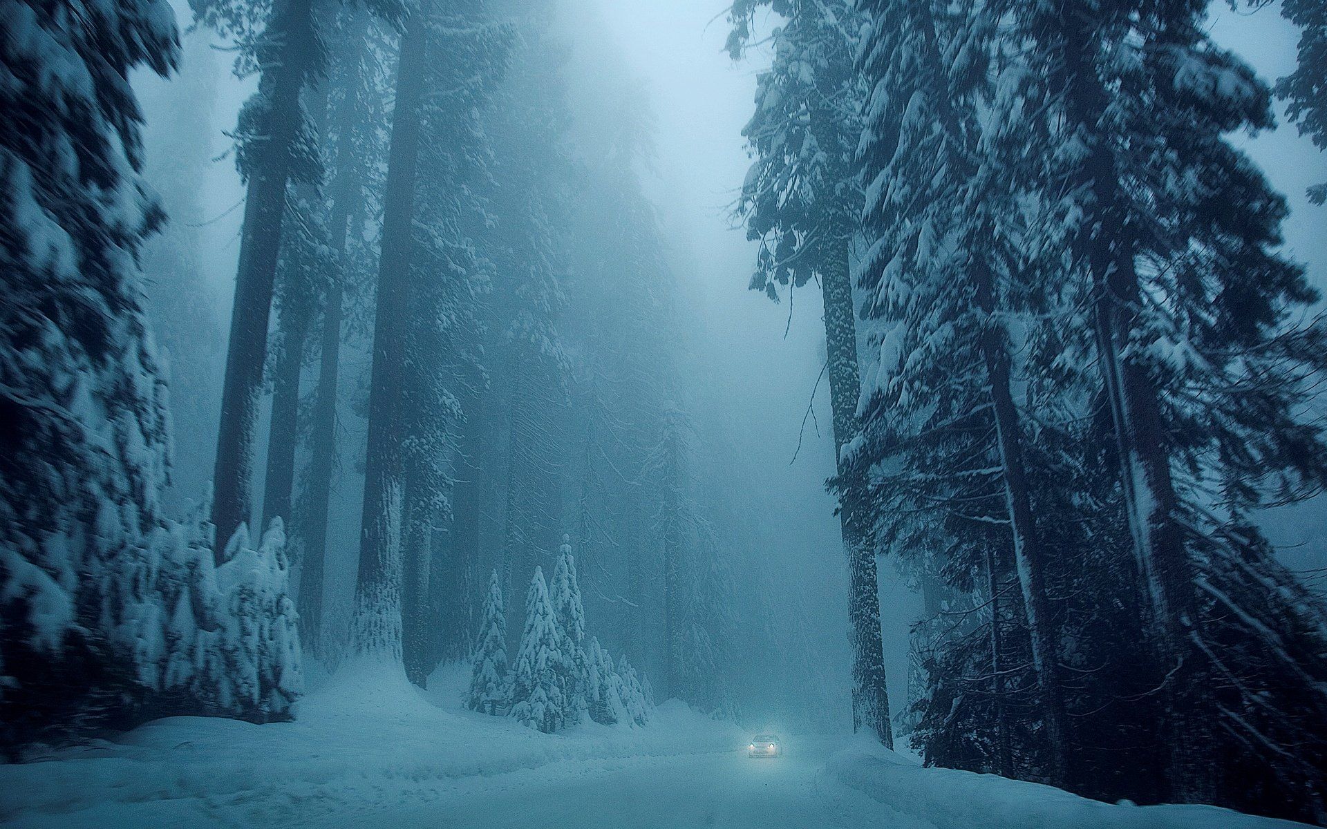 Austria Snow Forest Tree Road Wallpapers