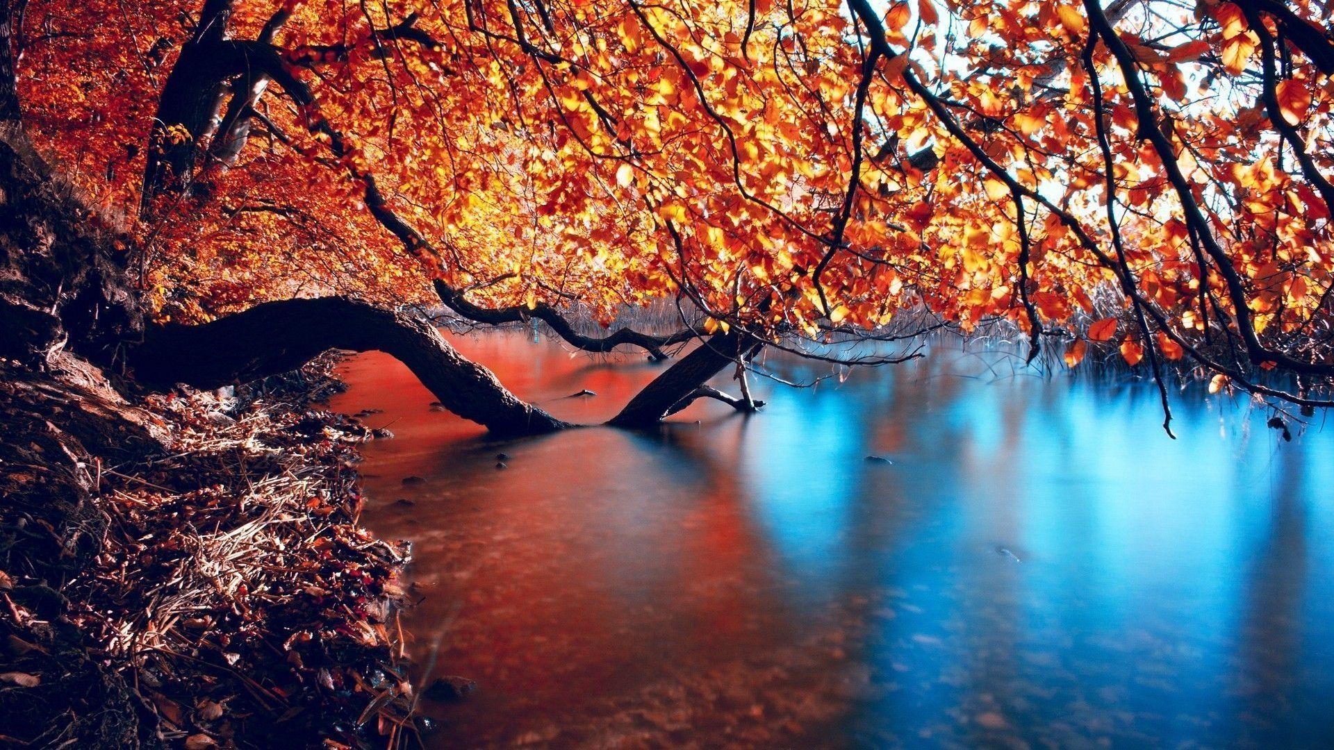 Autumn 1920X1080 Wallpapers