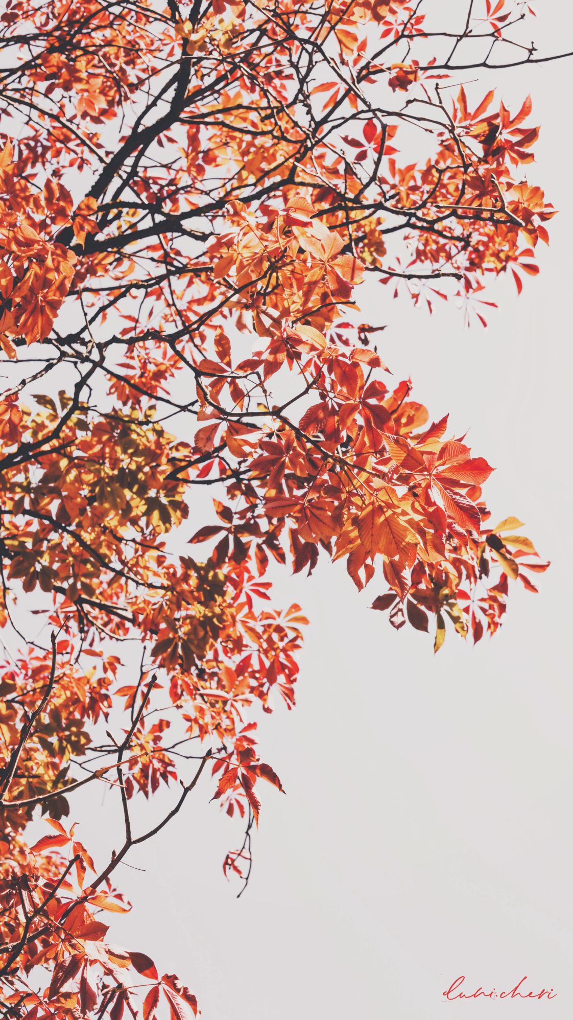 Autumn Aesthetic Phone Wallpapers