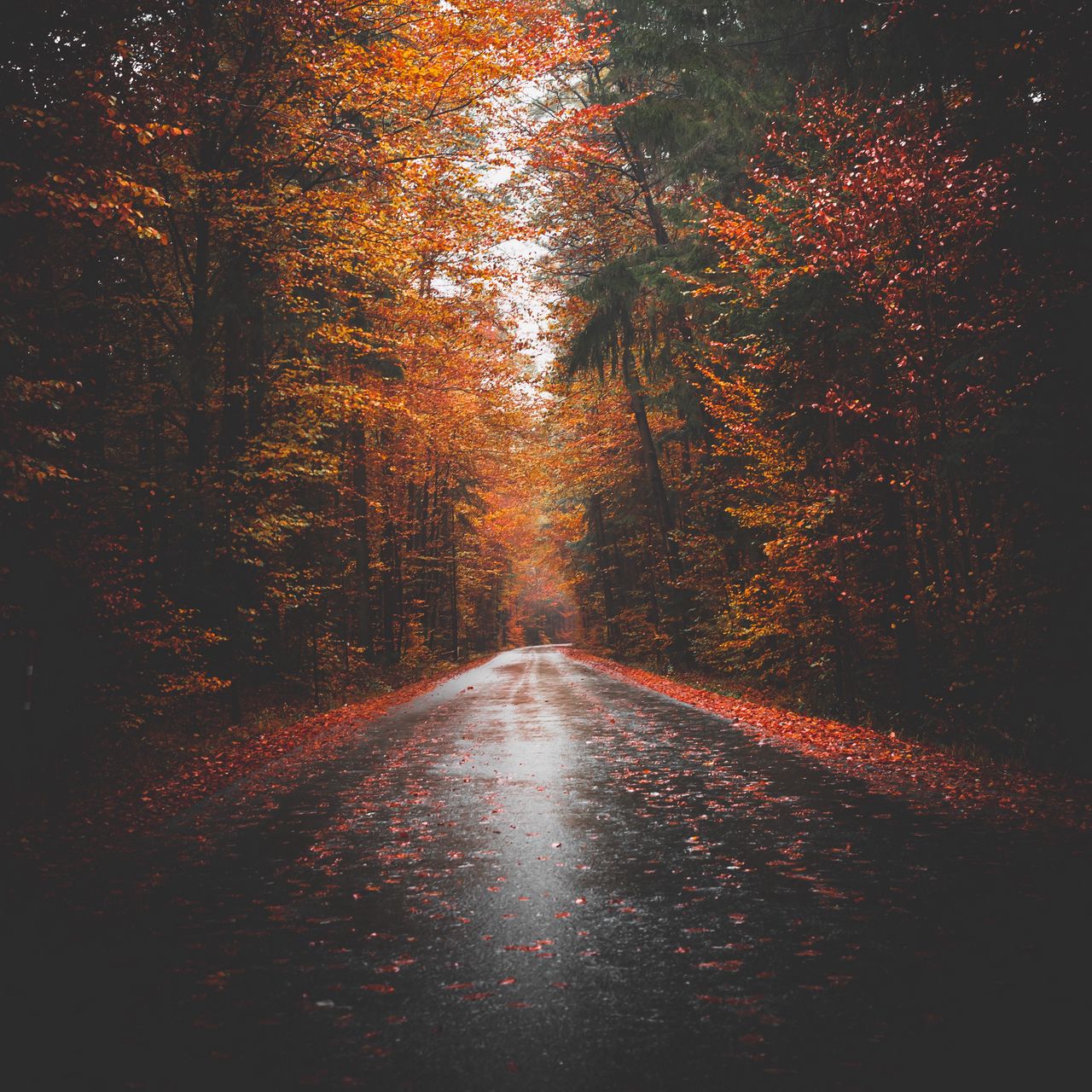 Autumn Aesthetic Phone Wallpapers