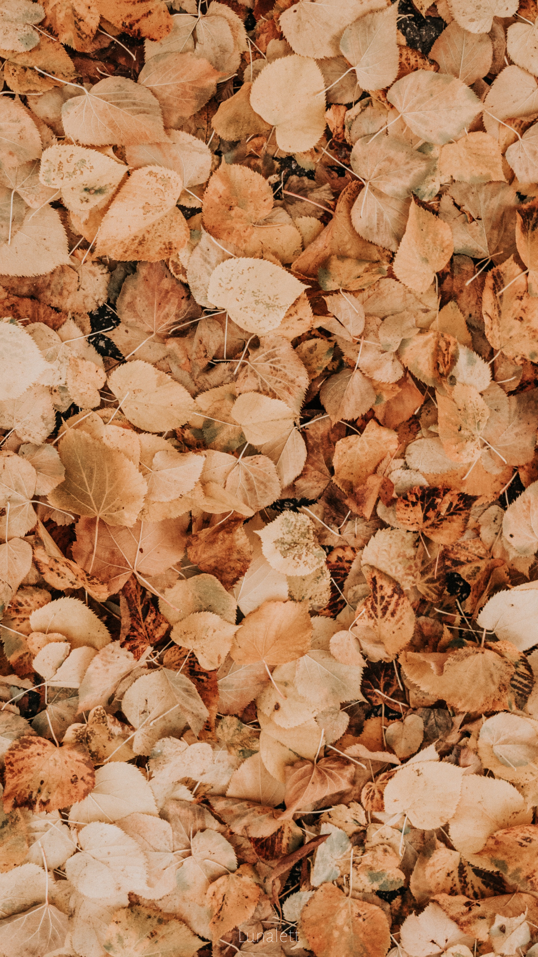 Autumn Aesthetic Wallpapers