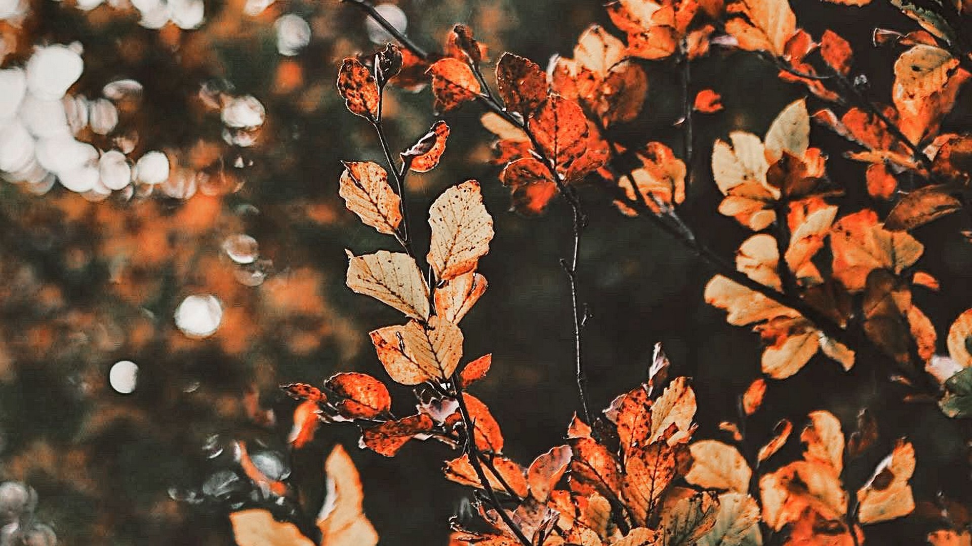 Autumn Aesthetic Wallpapers