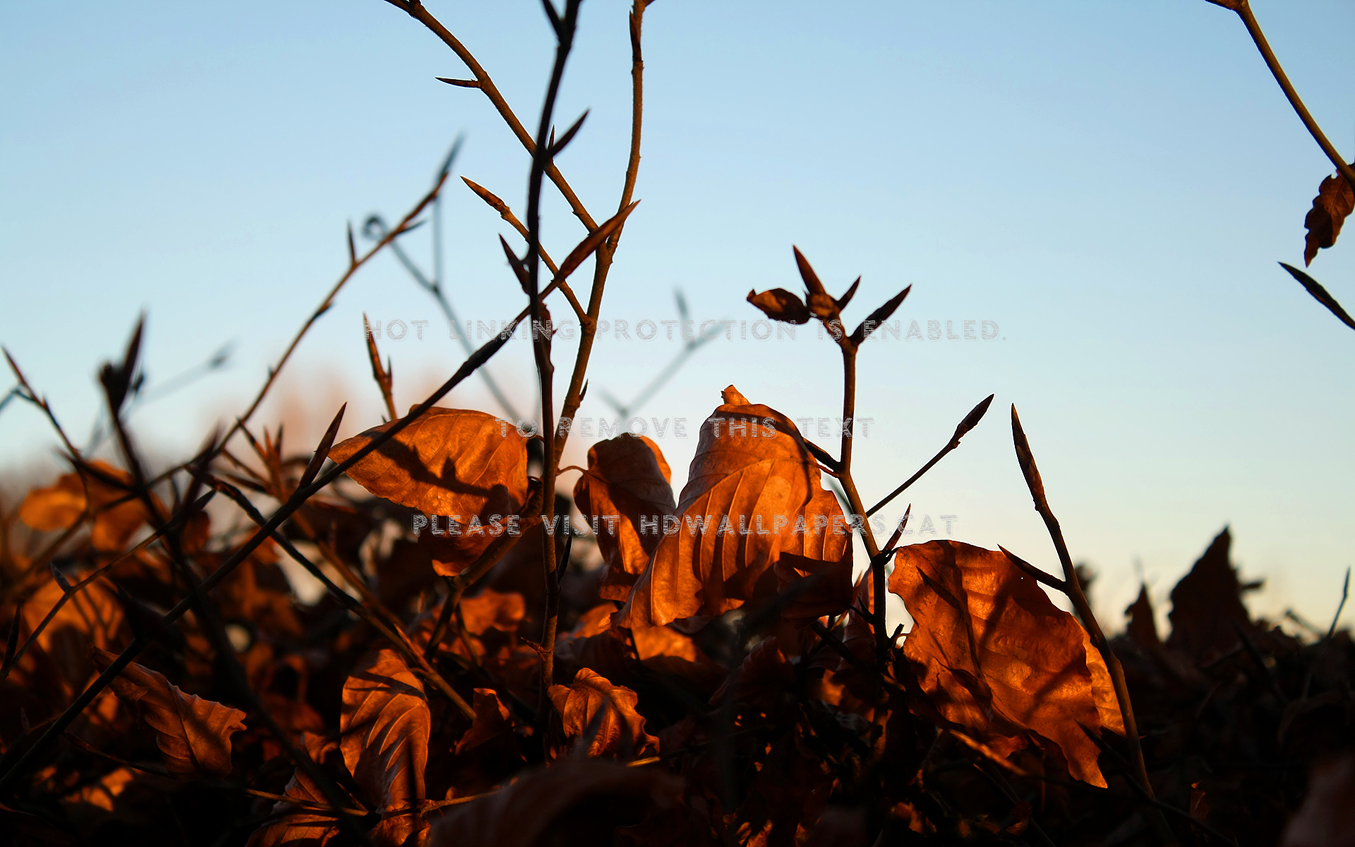 Autumn Afternoon Wallpapers