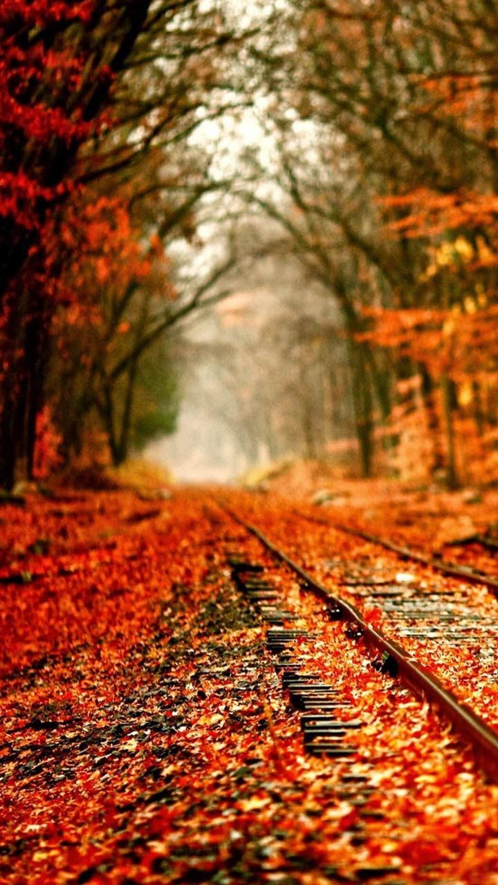 Autumn And Railroad Tracks Wallpapers