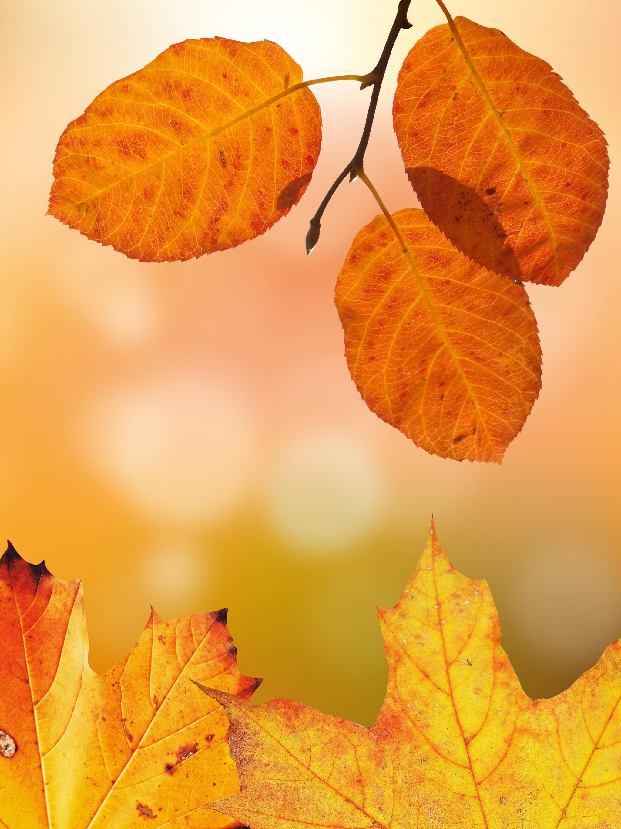 Autumn Android Wallpapers