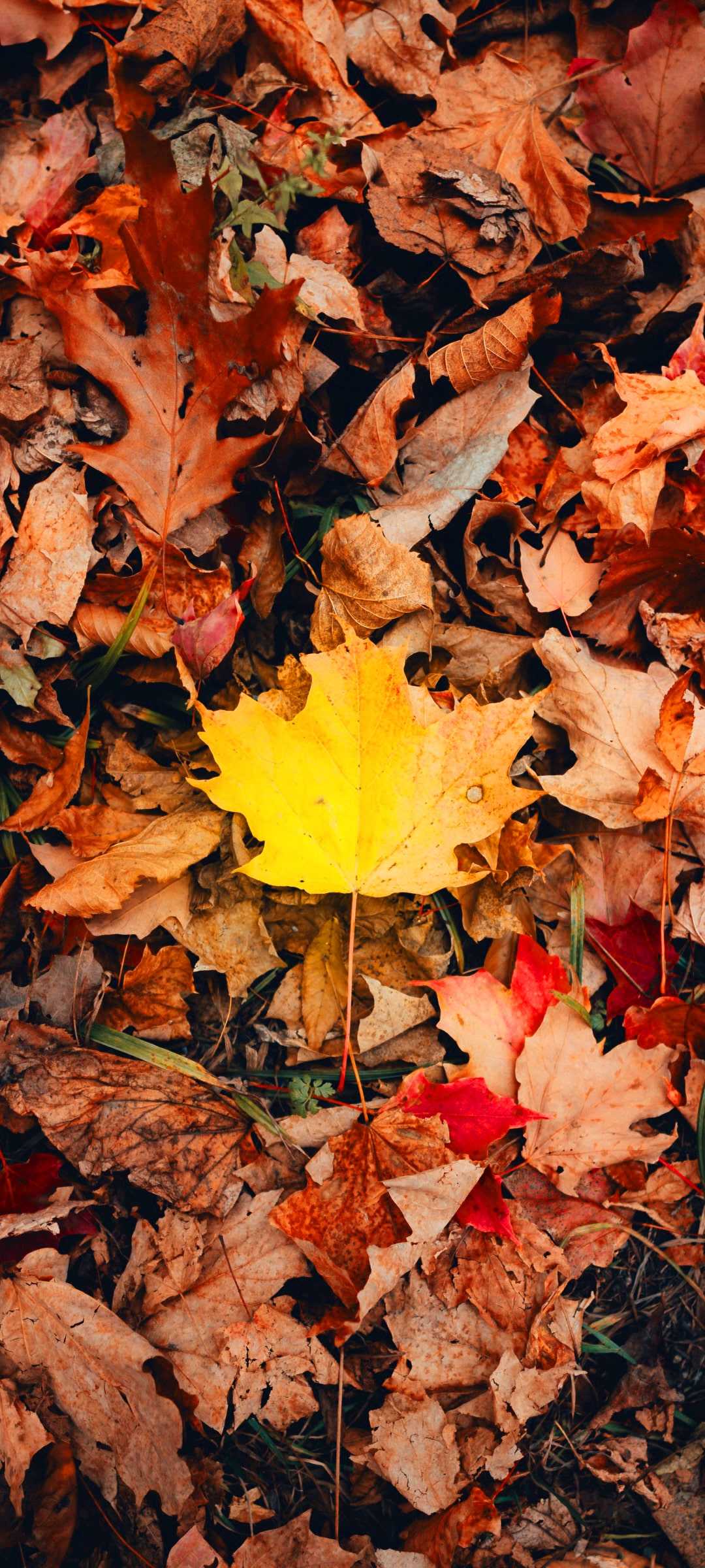 Autumn Android Wallpapers