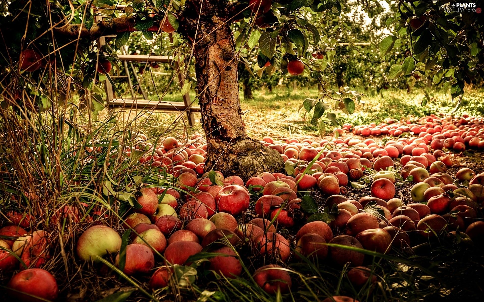 Autumn Apple Wallpapers