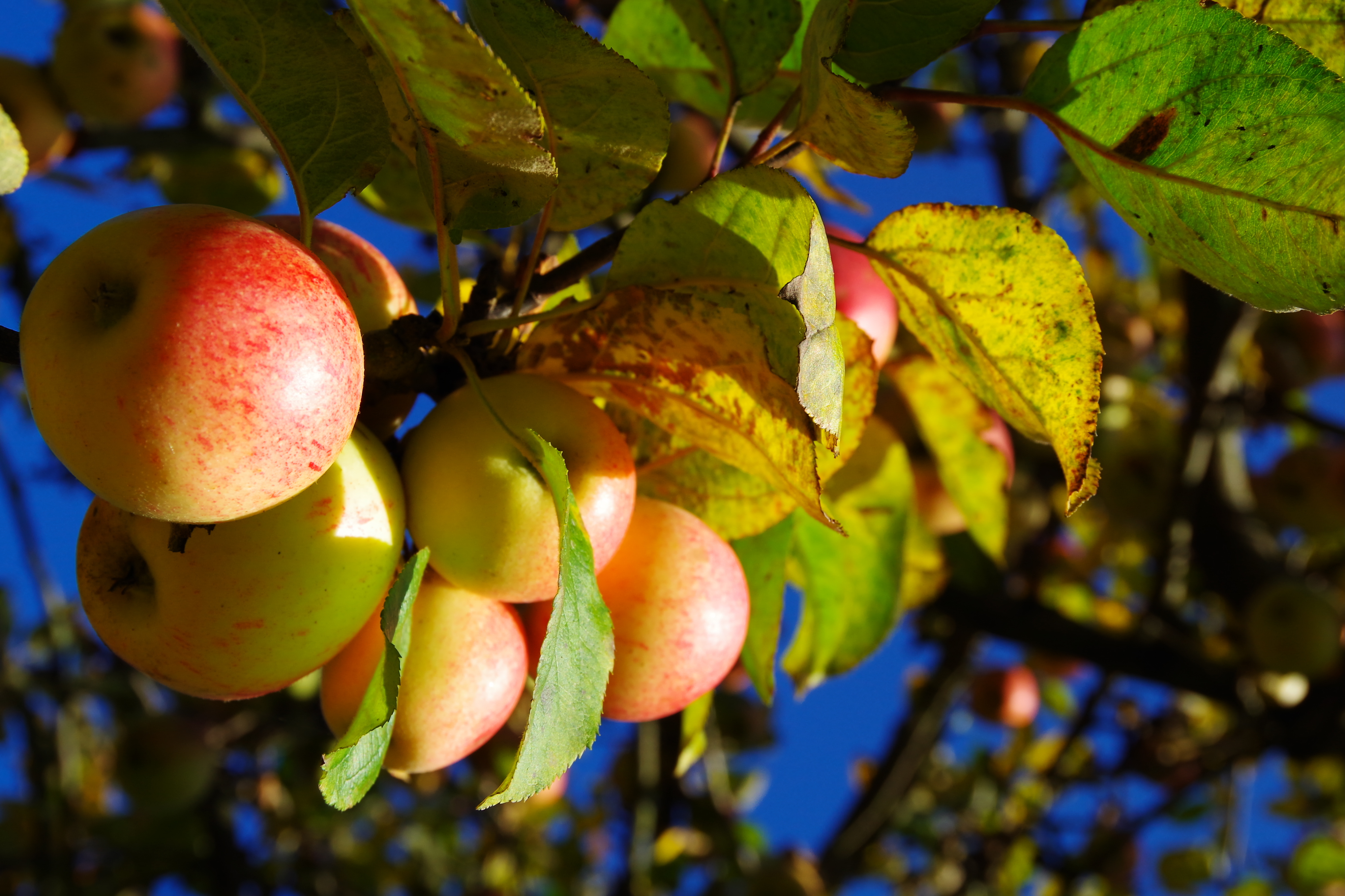 Autumn Apples Wallpapers