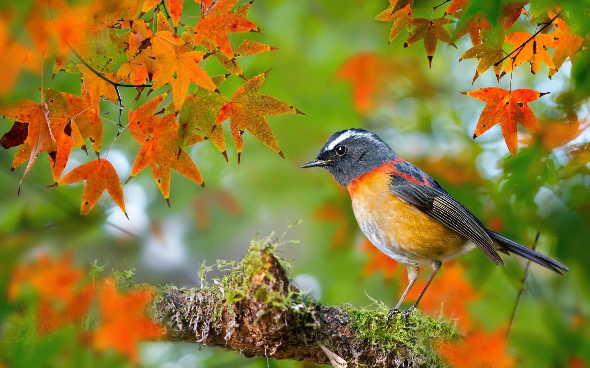 Autumn Birds Wallpapers