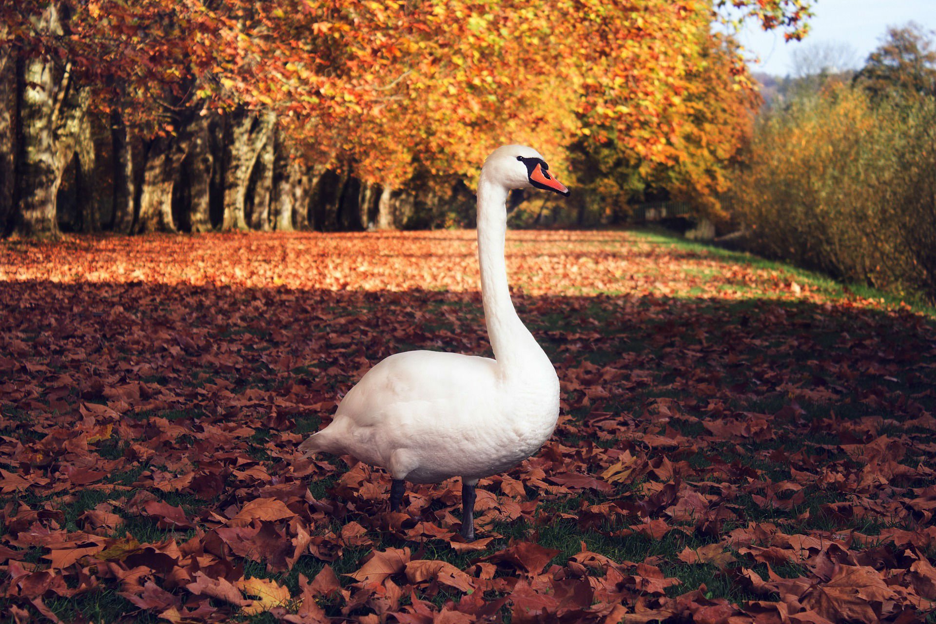 Autumn Birds Wallpapers