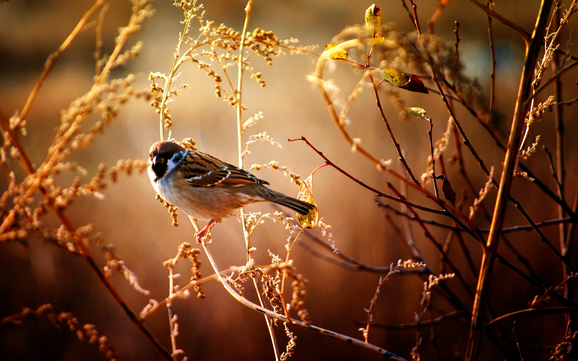 Autumn Birds Wallpapers