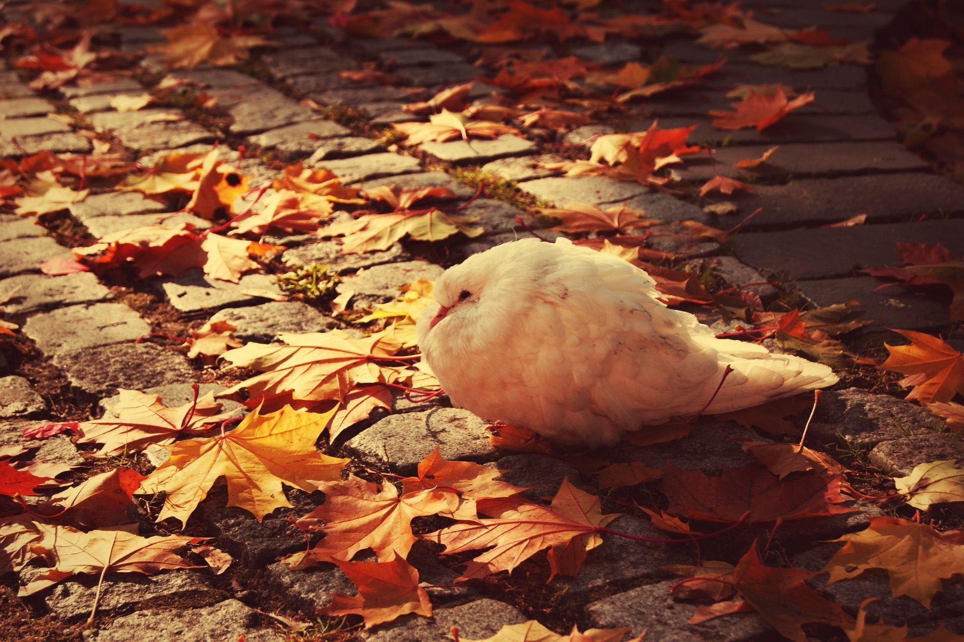 Autumn Birds Wallpapers