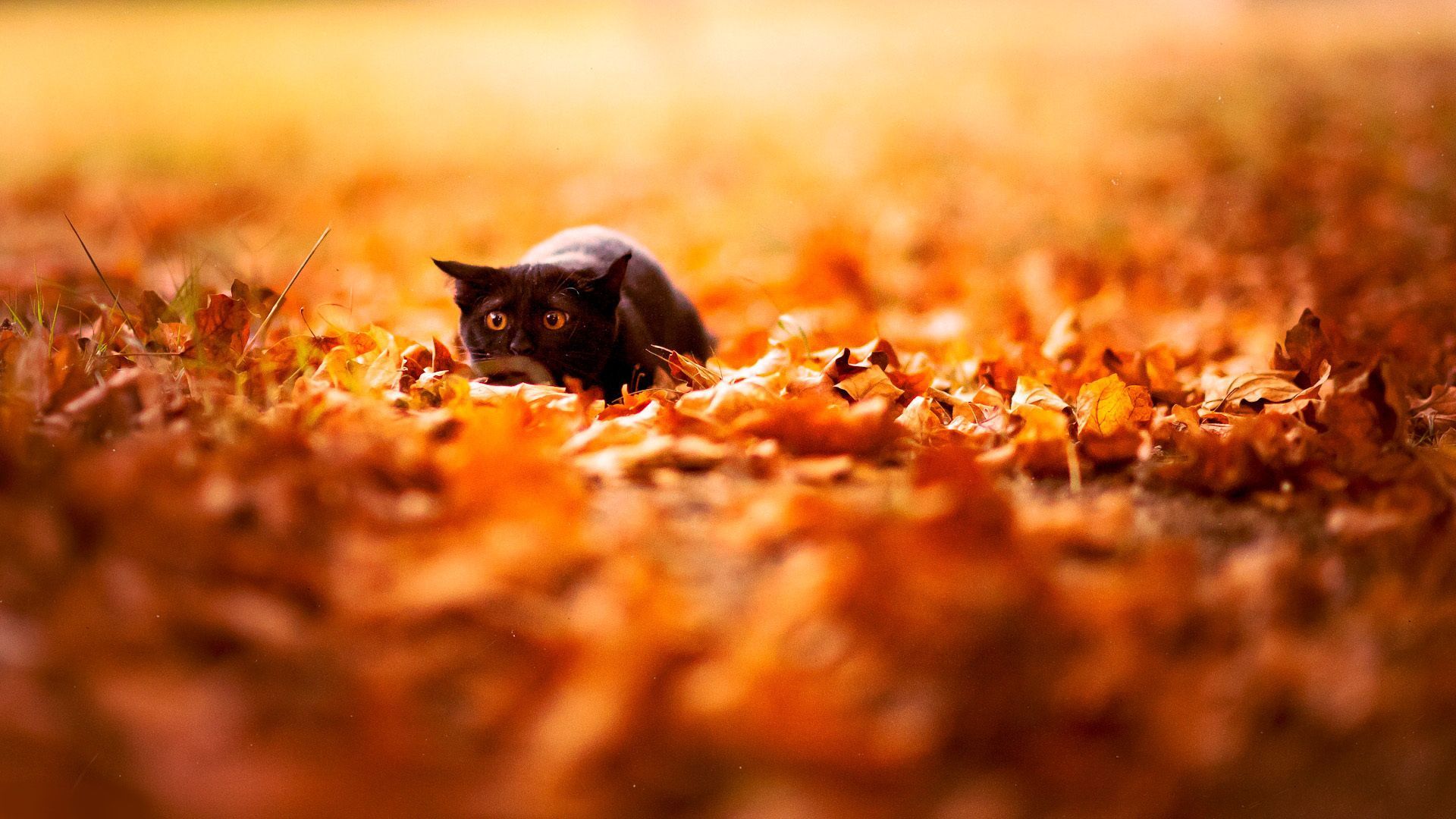 Autumn Cat Wallpapers