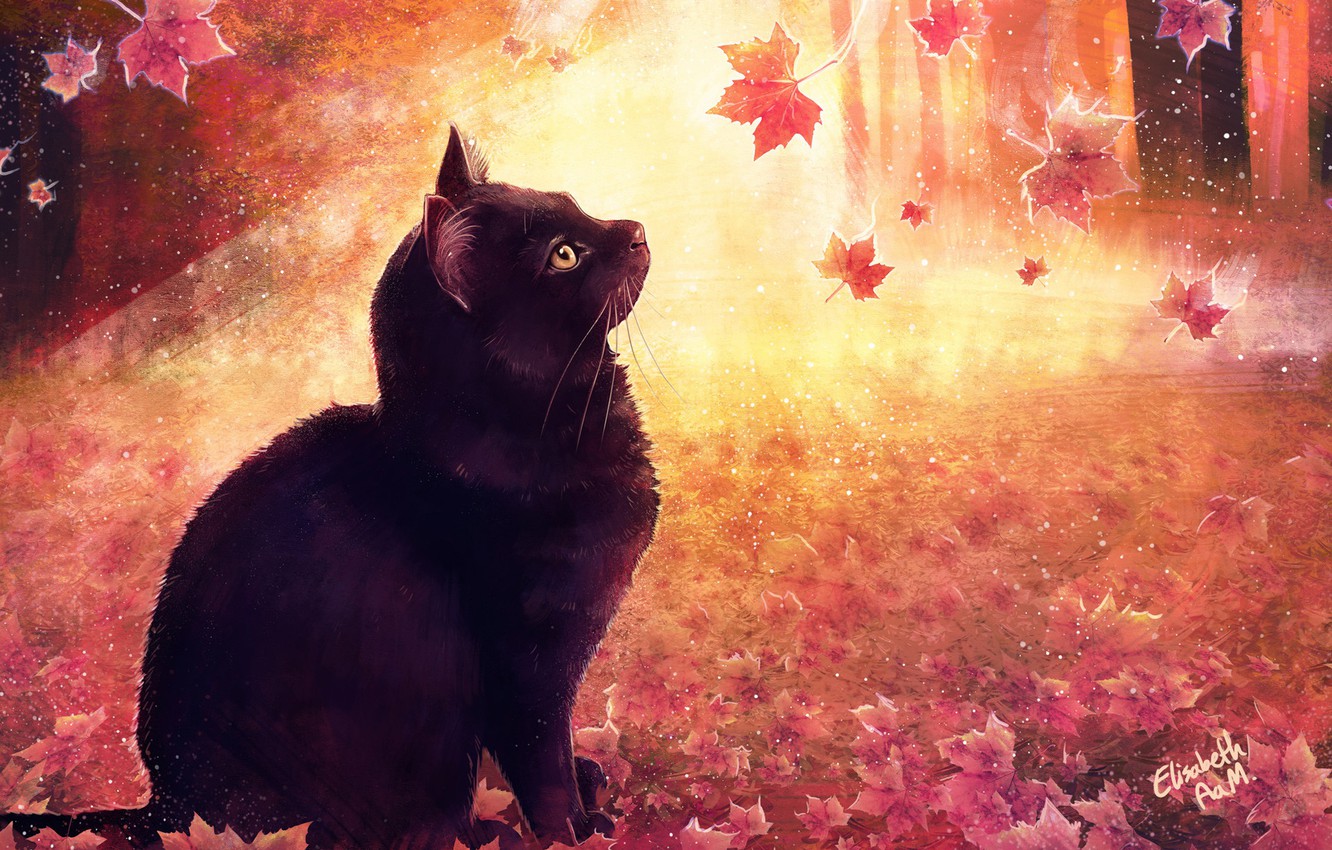 Autumn Cat Wallpapers