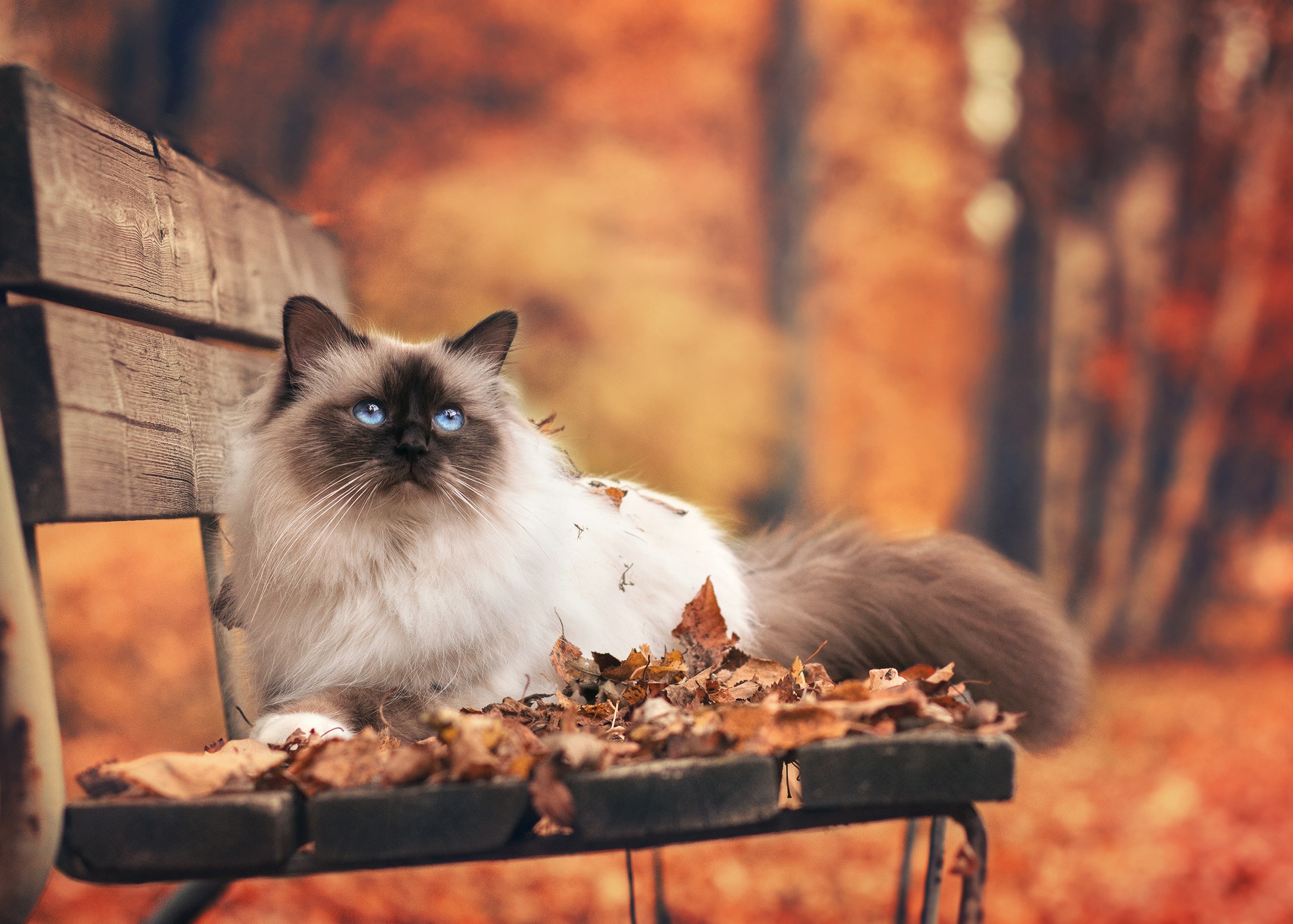 Autumn Cat Wallpapers