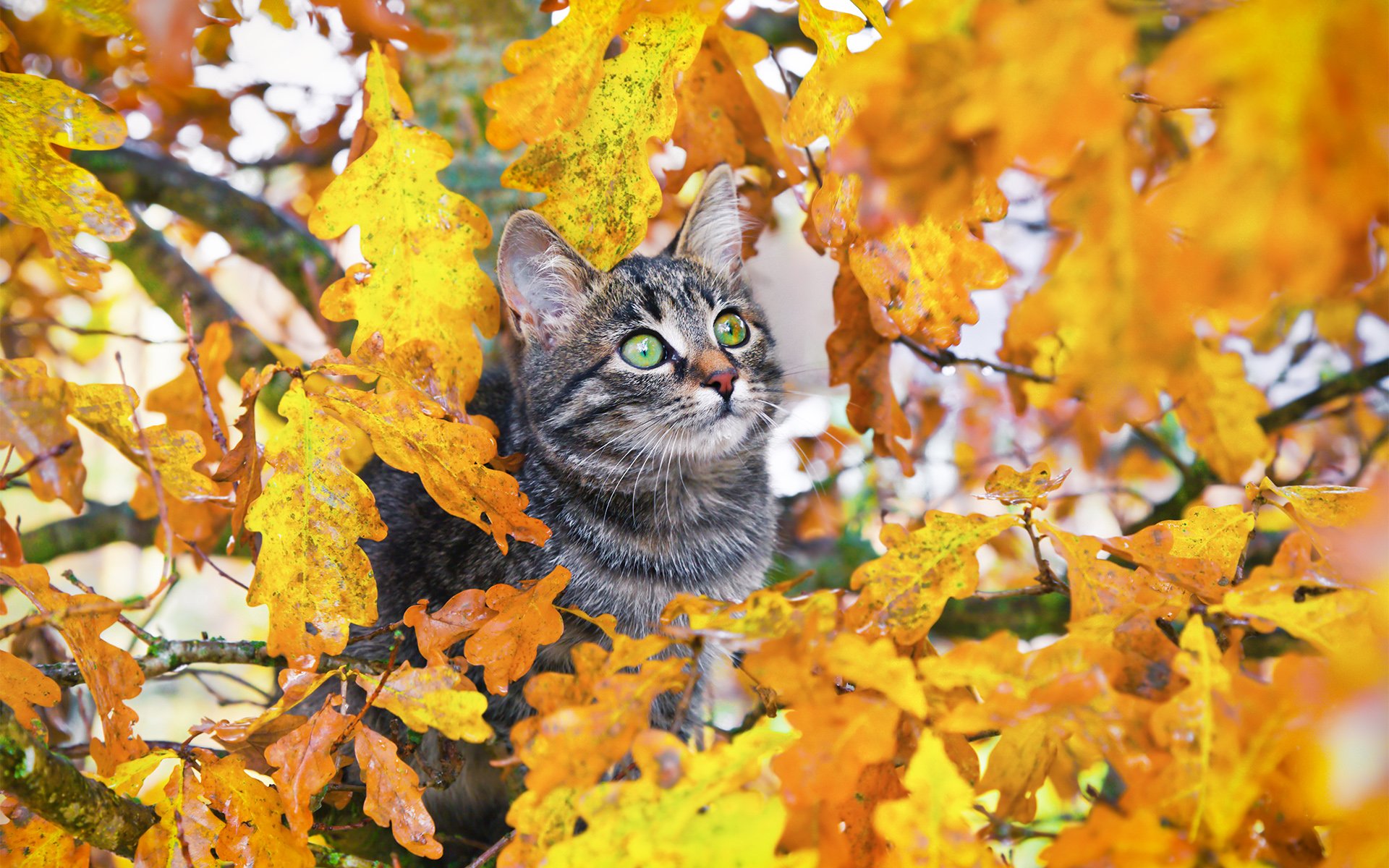 Autumn Cat Wallpapers