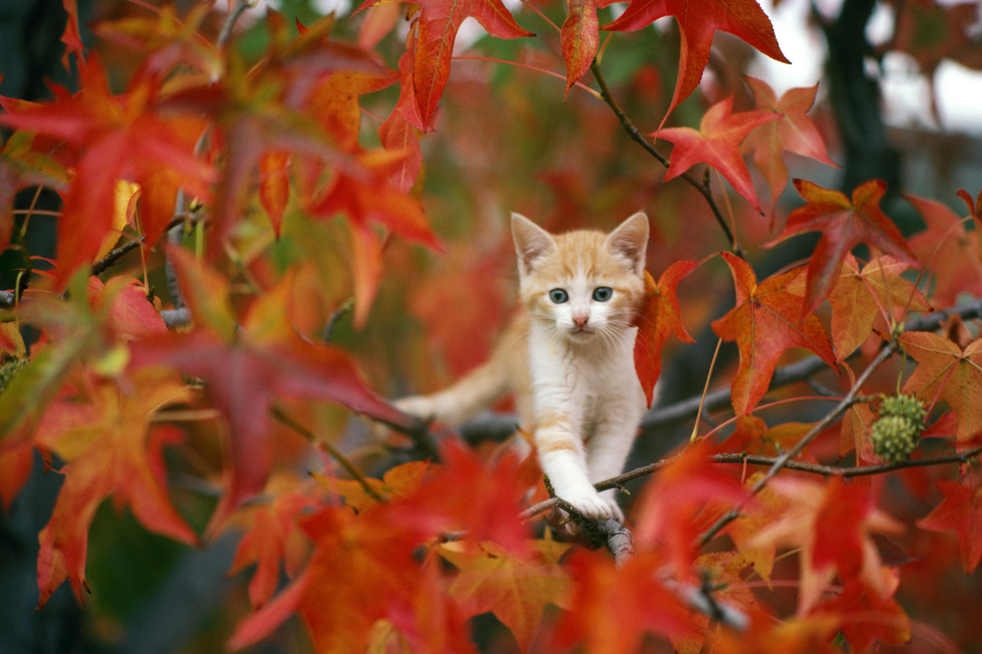 Autumn Cat Wallpapers